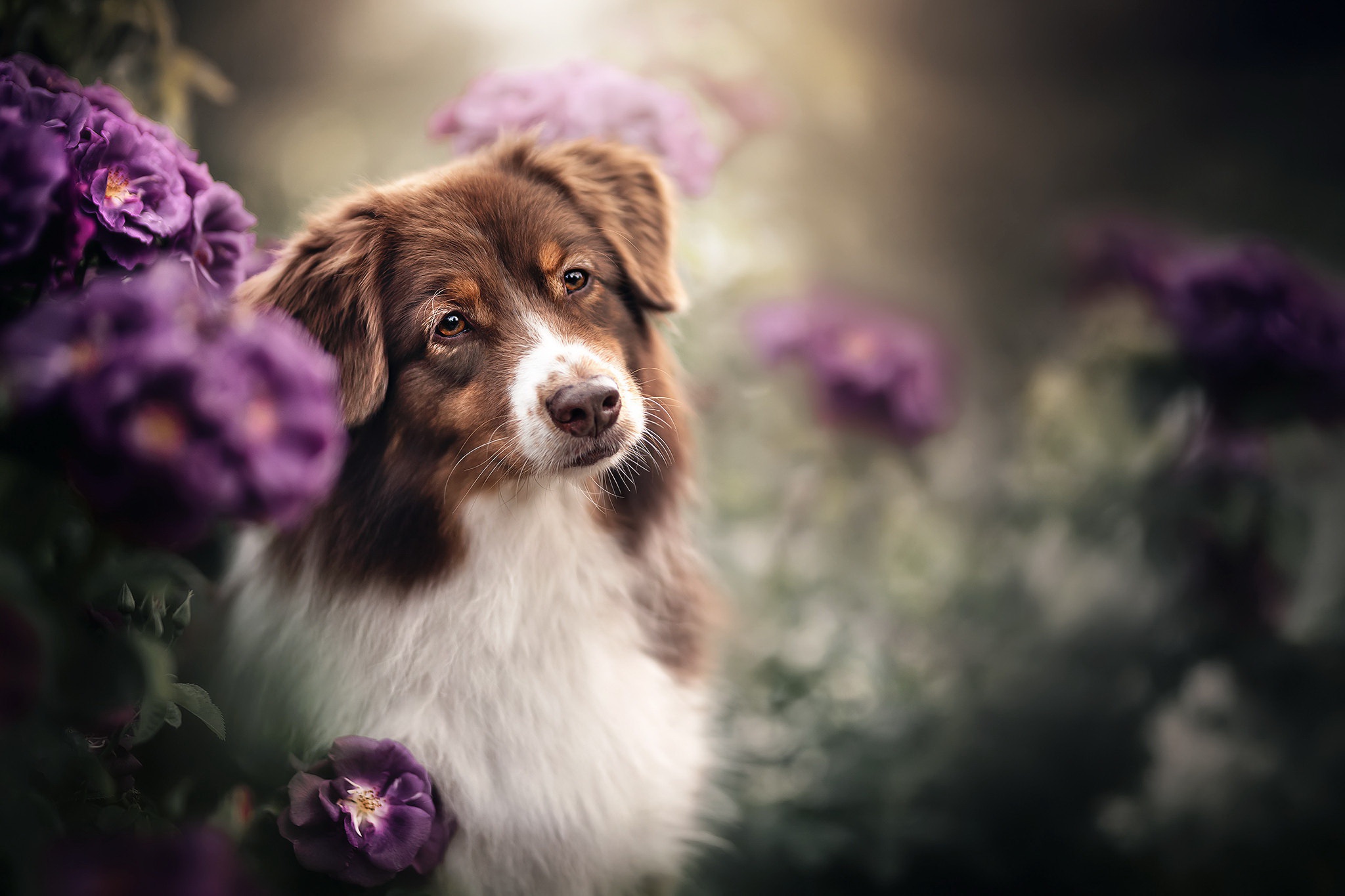 Download mobile wallpaper Dogs, Flower, Dog, Animal, Australian Shepherd, Depth Of Field for free.