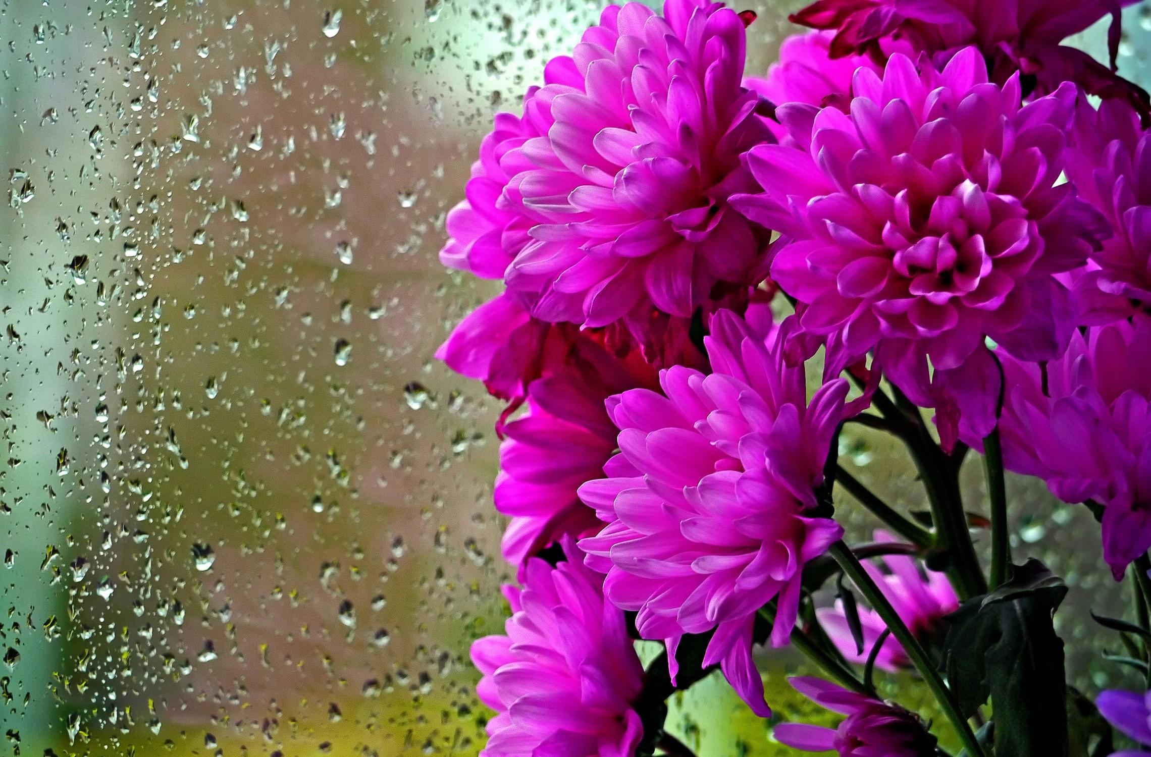 flowers, rain, chrysanthemum, drops, bouquet, glass