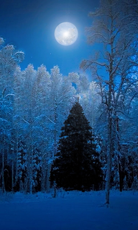 Скачати мобільні шпалери Зима, Місяць, Ліс, Дерево, Свято, Синій, Різдвяна Ялинка безкоштовно.