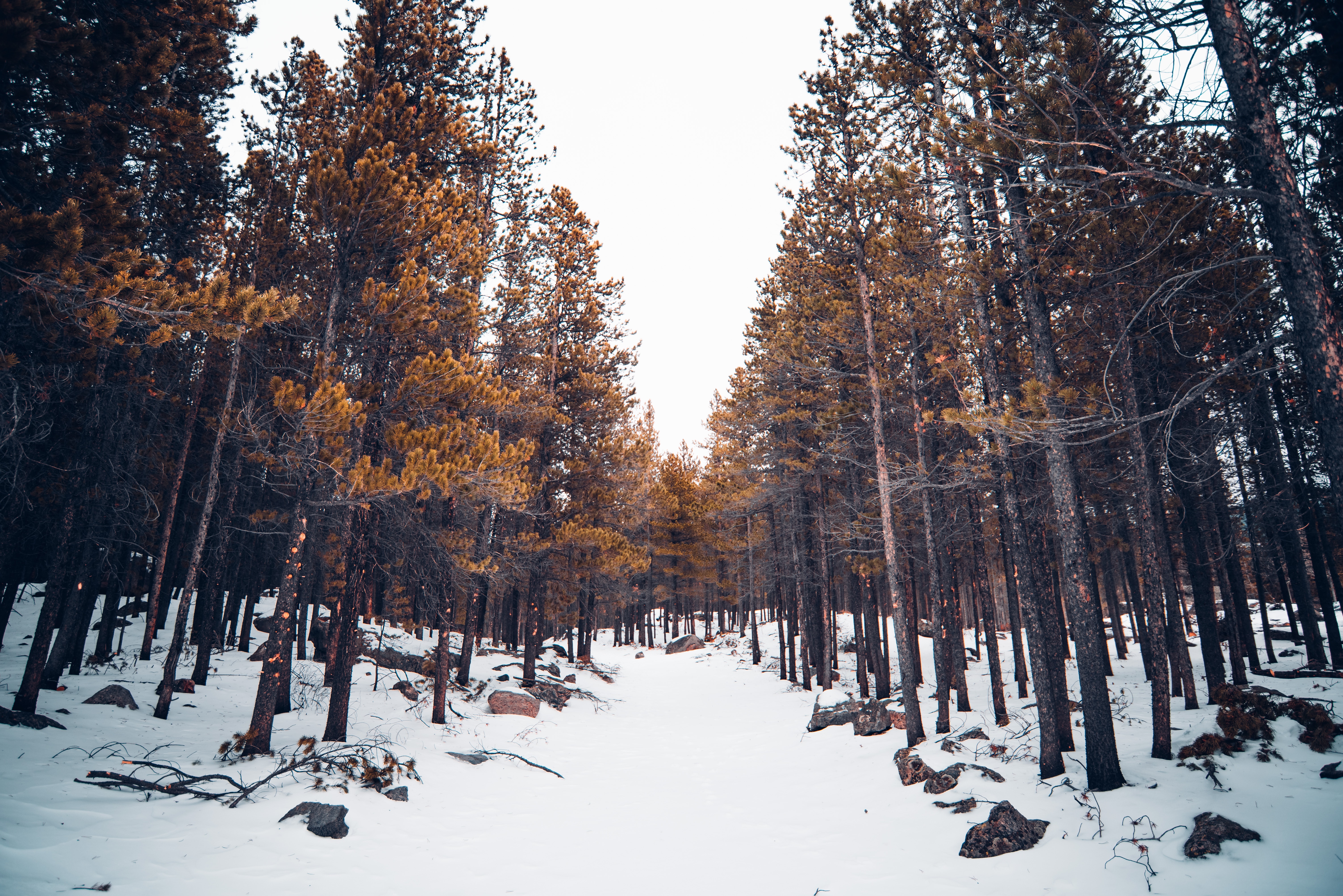 Download mobile wallpaper Snow, Forest, Trees, Nature, Winter for free.