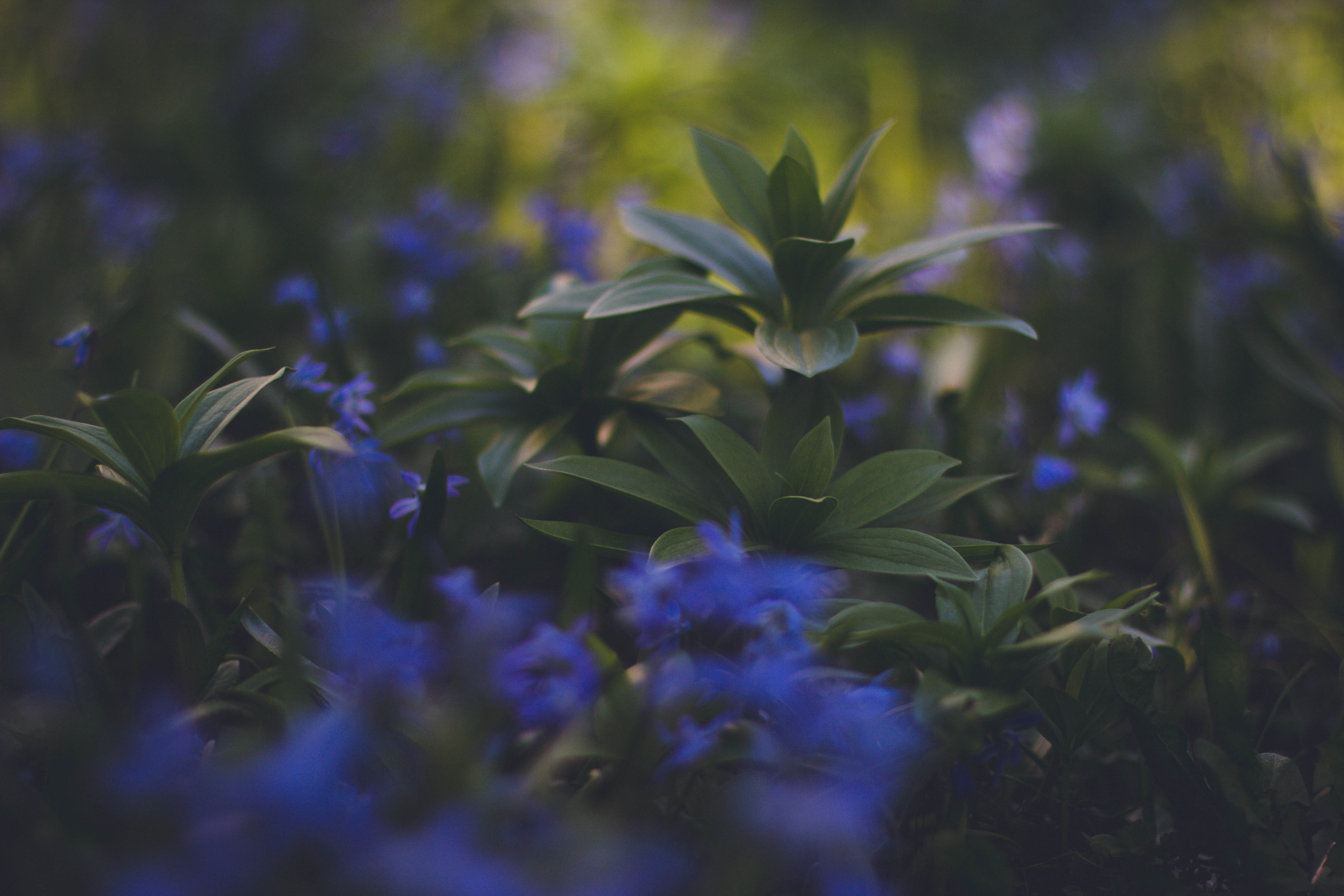 Free download wallpaper Nature, Blur, Smooth, Foliage, Plants on your PC desktop