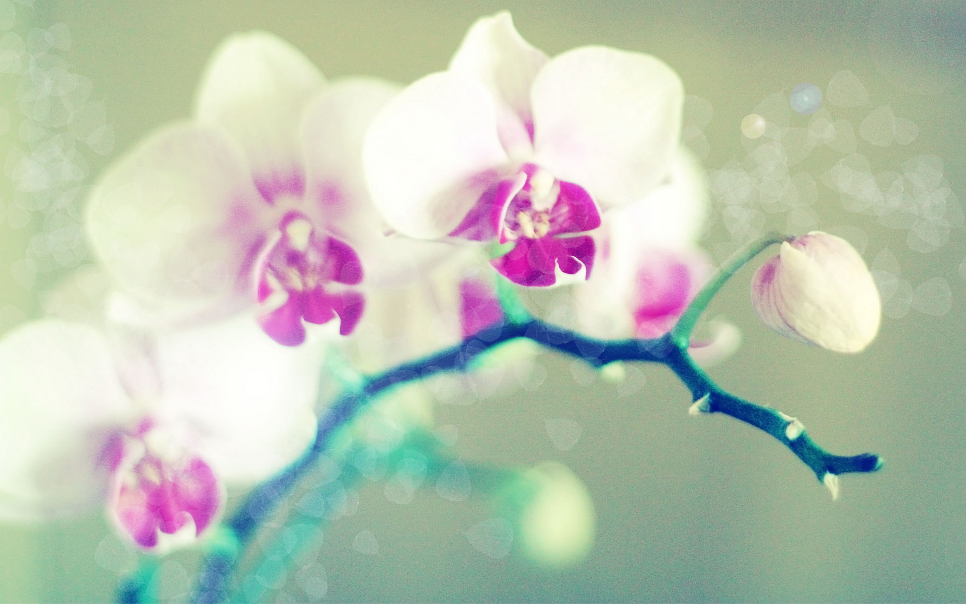 Free download wallpaper Orchid, Flowers, Earth on your PC desktop