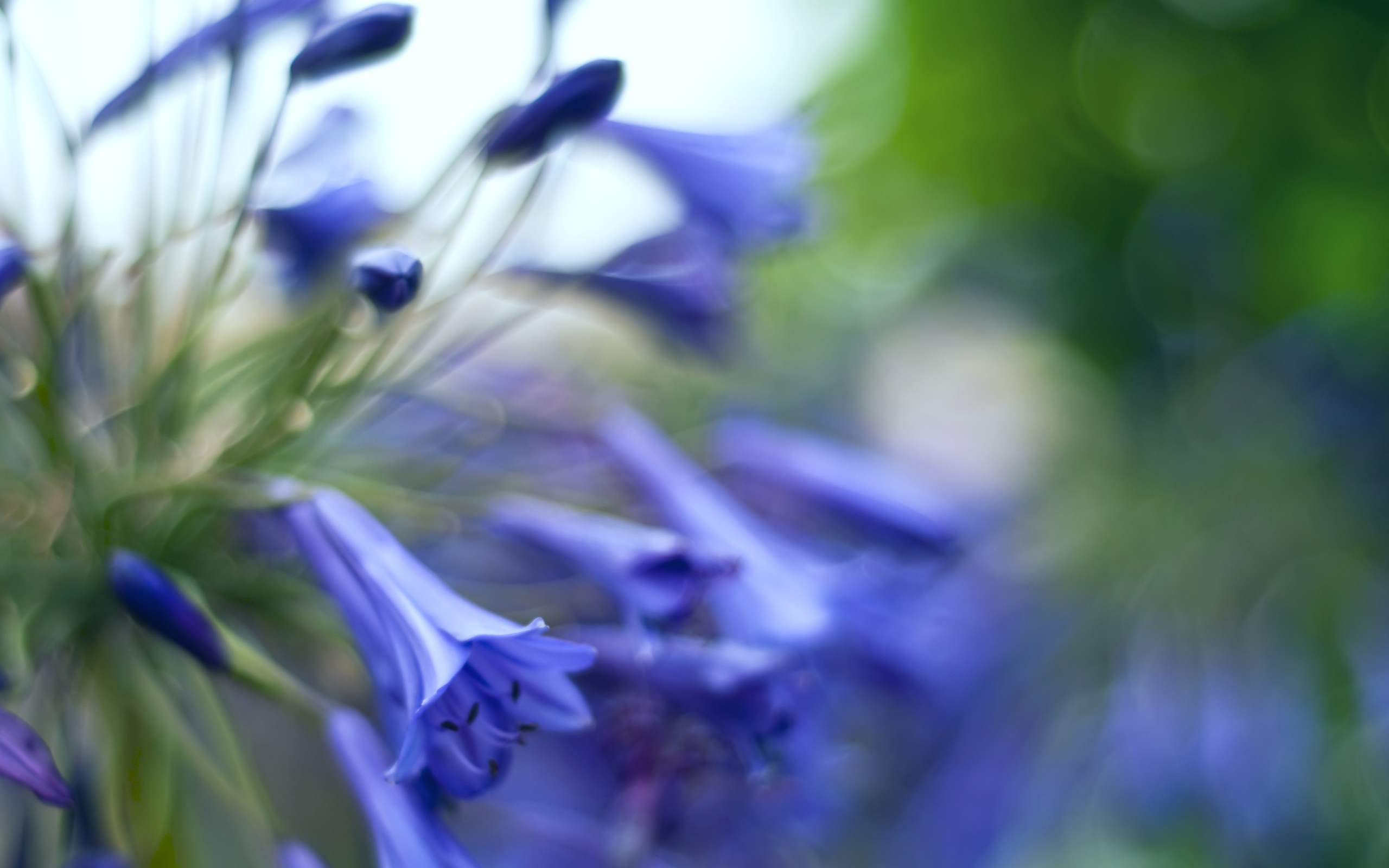 Téléchargez gratuitement l'image Fleurs, Fleur, Terre/nature sur le bureau de votre PC