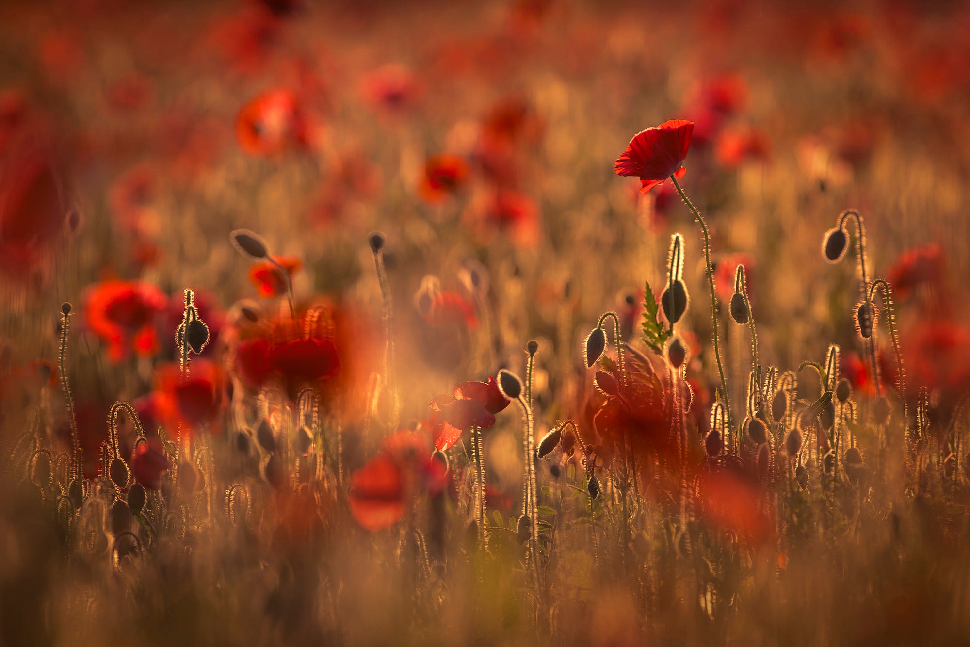 Download mobile wallpaper Nature, Flowers, Summer, Flower, Earth, Poppy, Red Flower for free.