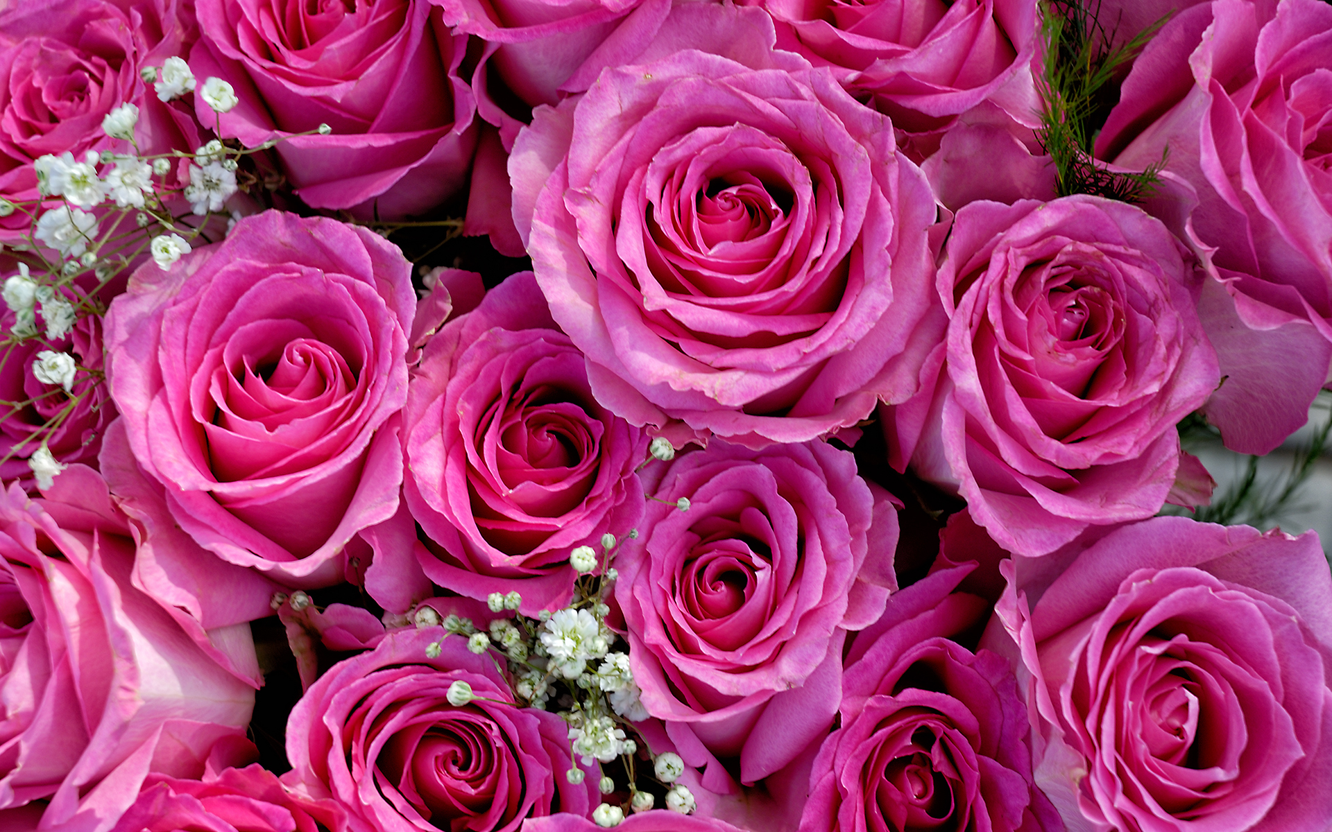 Завантажити шпалери безкоштовно Квітка, Роза, Земля, Флауерзи картинка на робочий стіл ПК