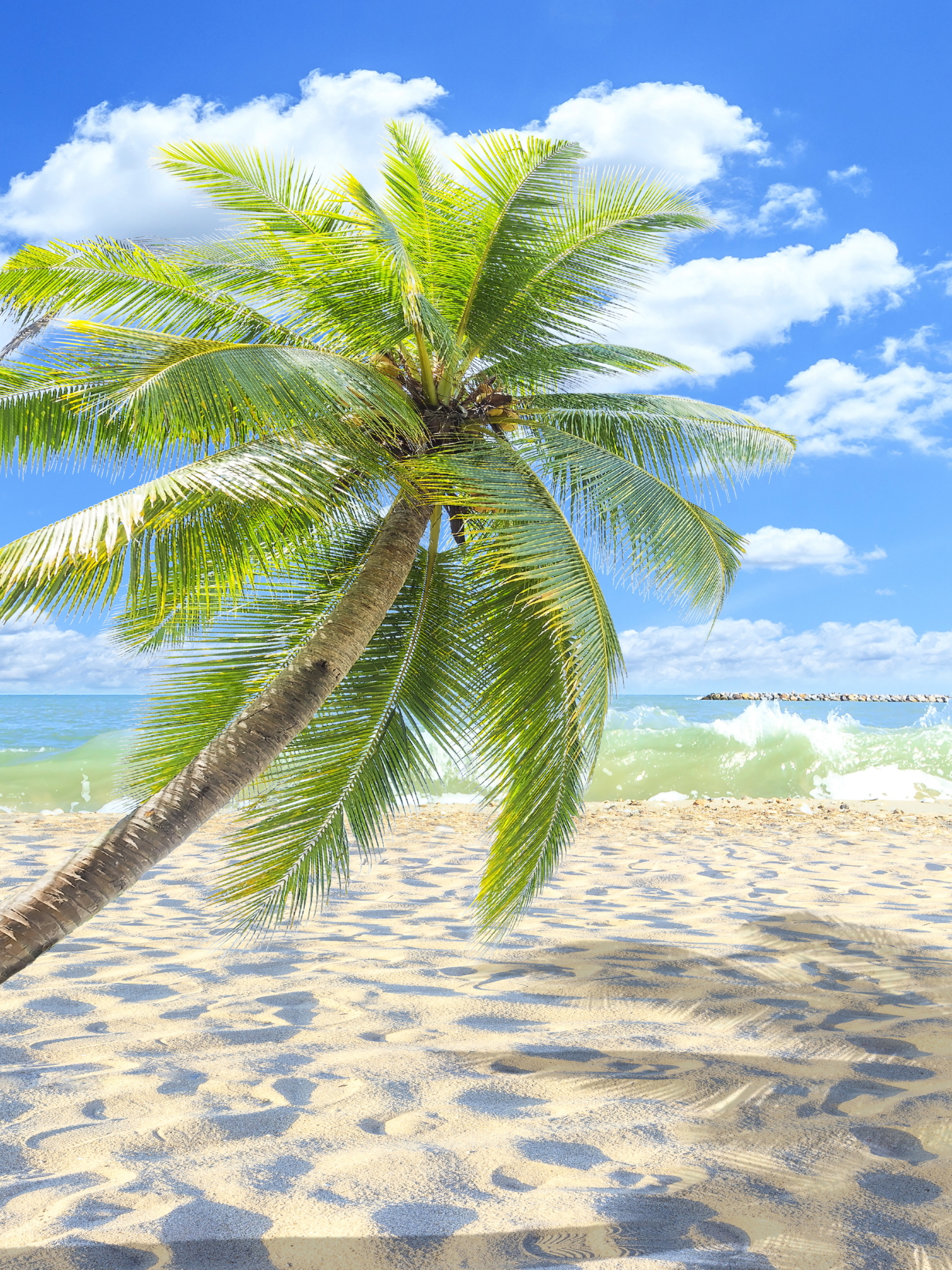 Download mobile wallpaper Earth, Palm Tree for free.