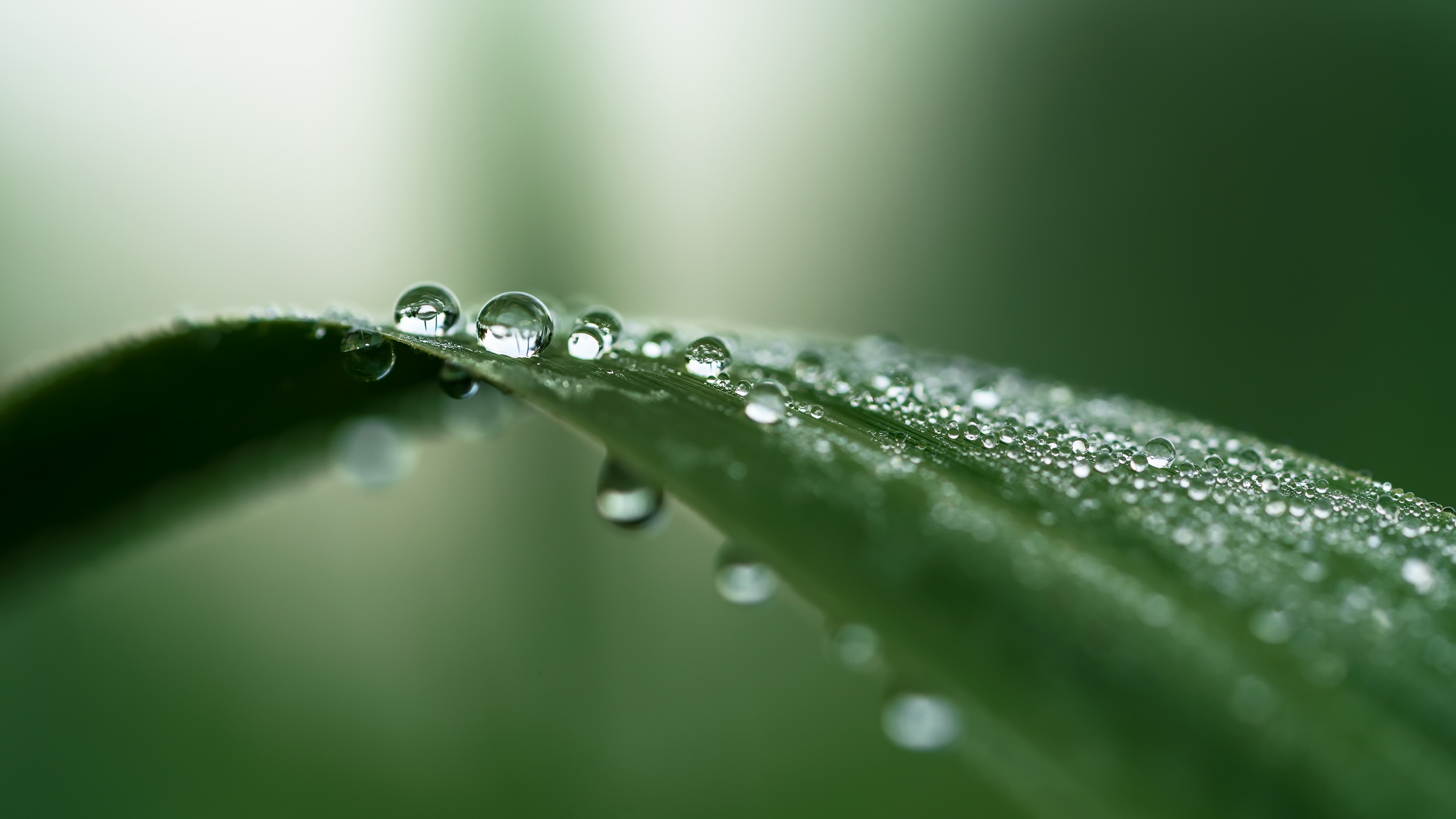 Free download wallpaper Macro, Earth, Water Drop, Greenery on your PC desktop