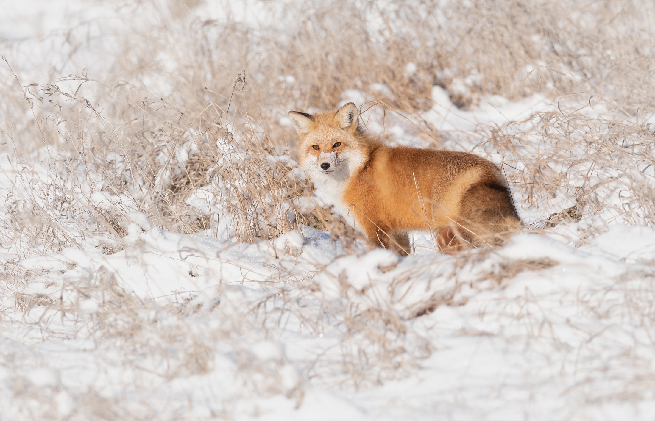 Baixe gratuitamente a imagem Animais, Inverno, Neve, Raposa na área de trabalho do seu PC
