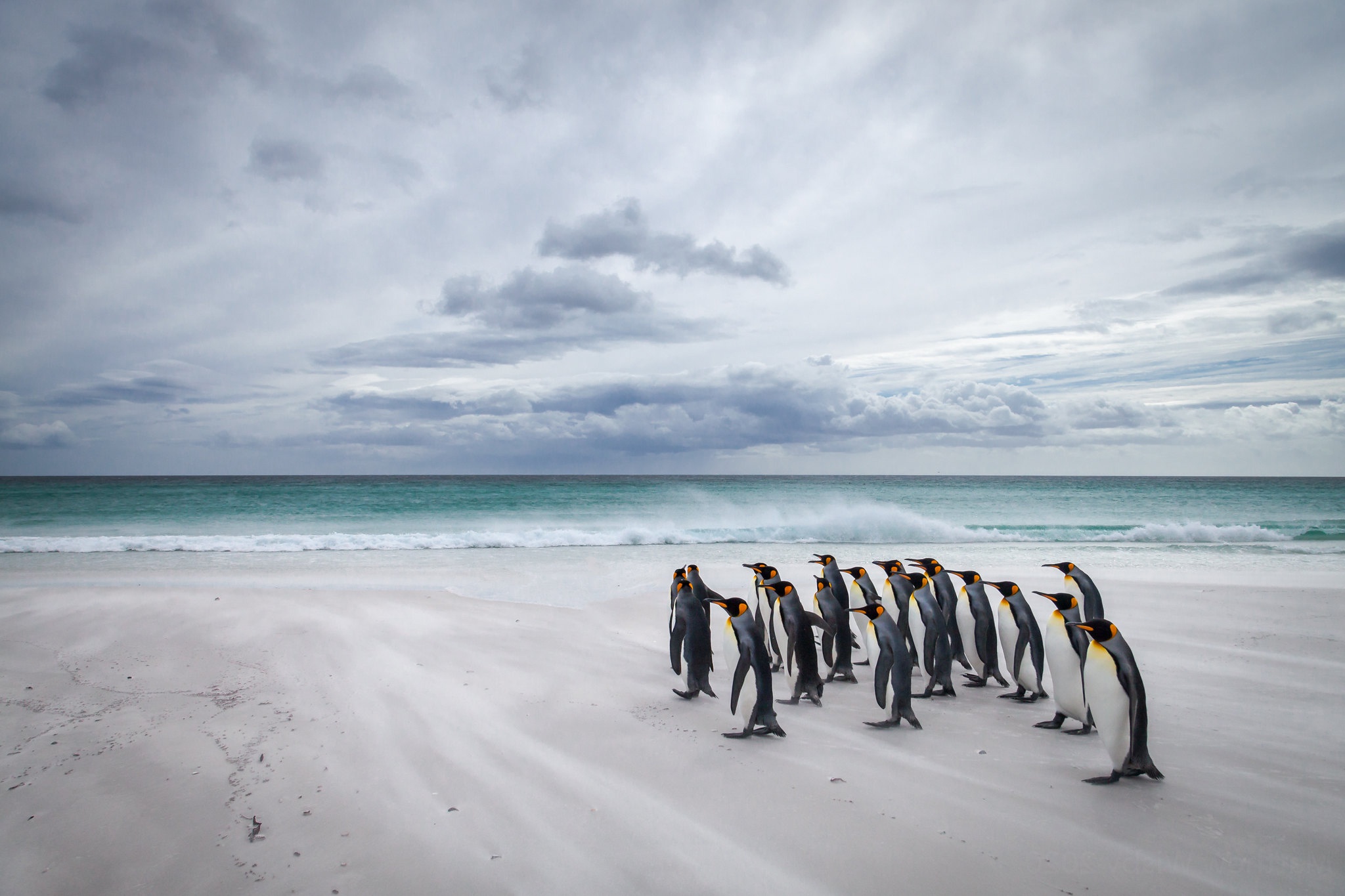 Baixar papel de parede para celular de Animais, Aves, Pinguim gratuito.