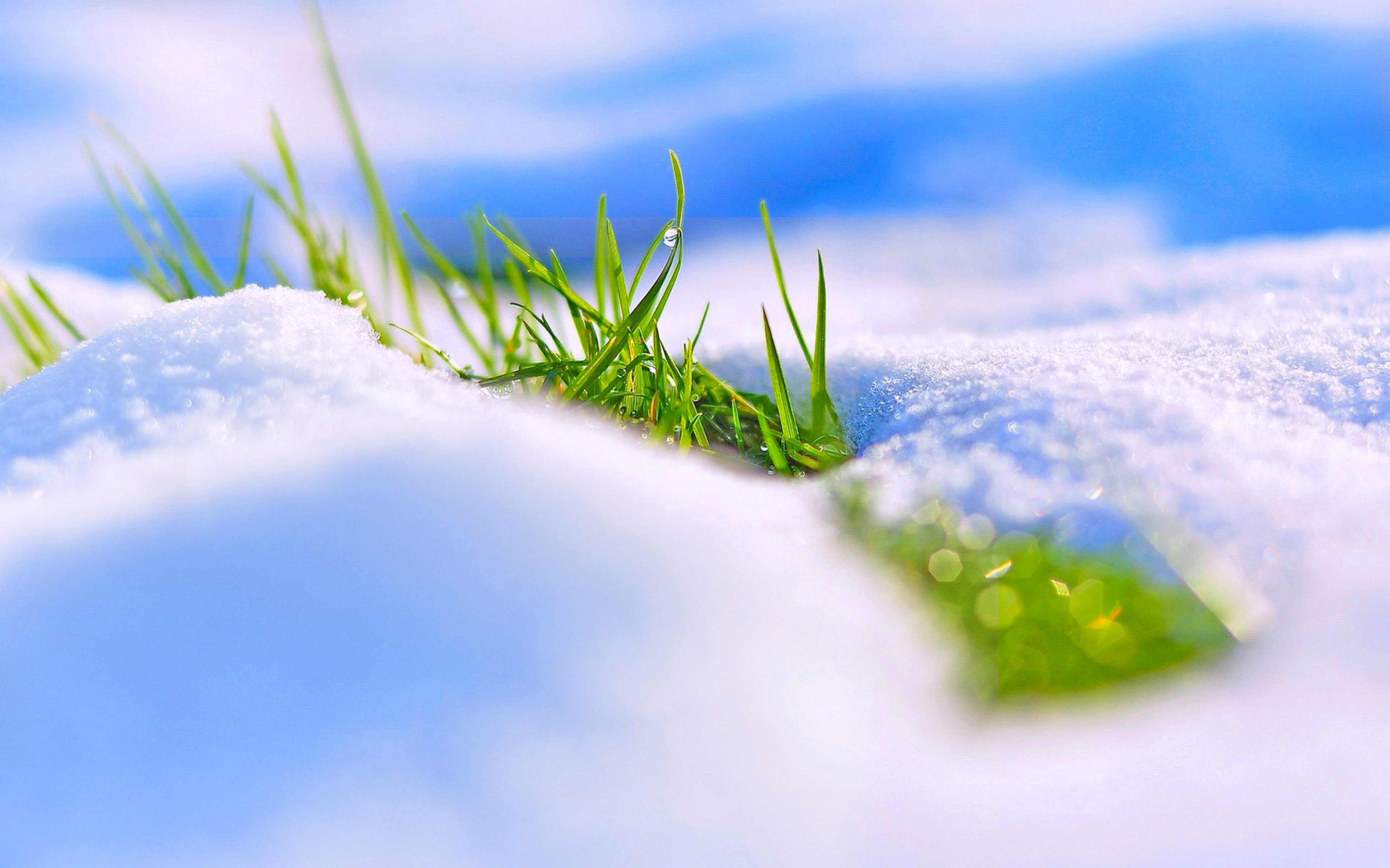 grass, spring, nature, colorful, earth, snow