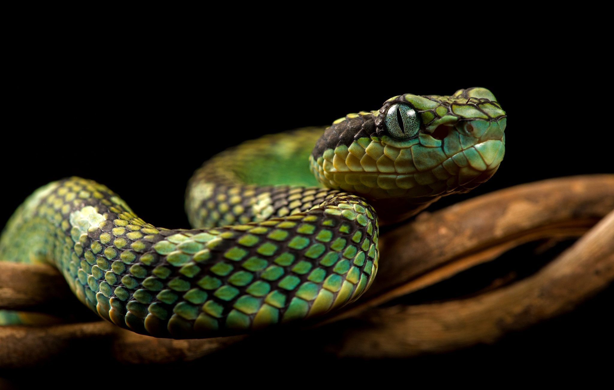 Скачати мобільні шпалери Тварина, Змія, Рептилії, Python безкоштовно.