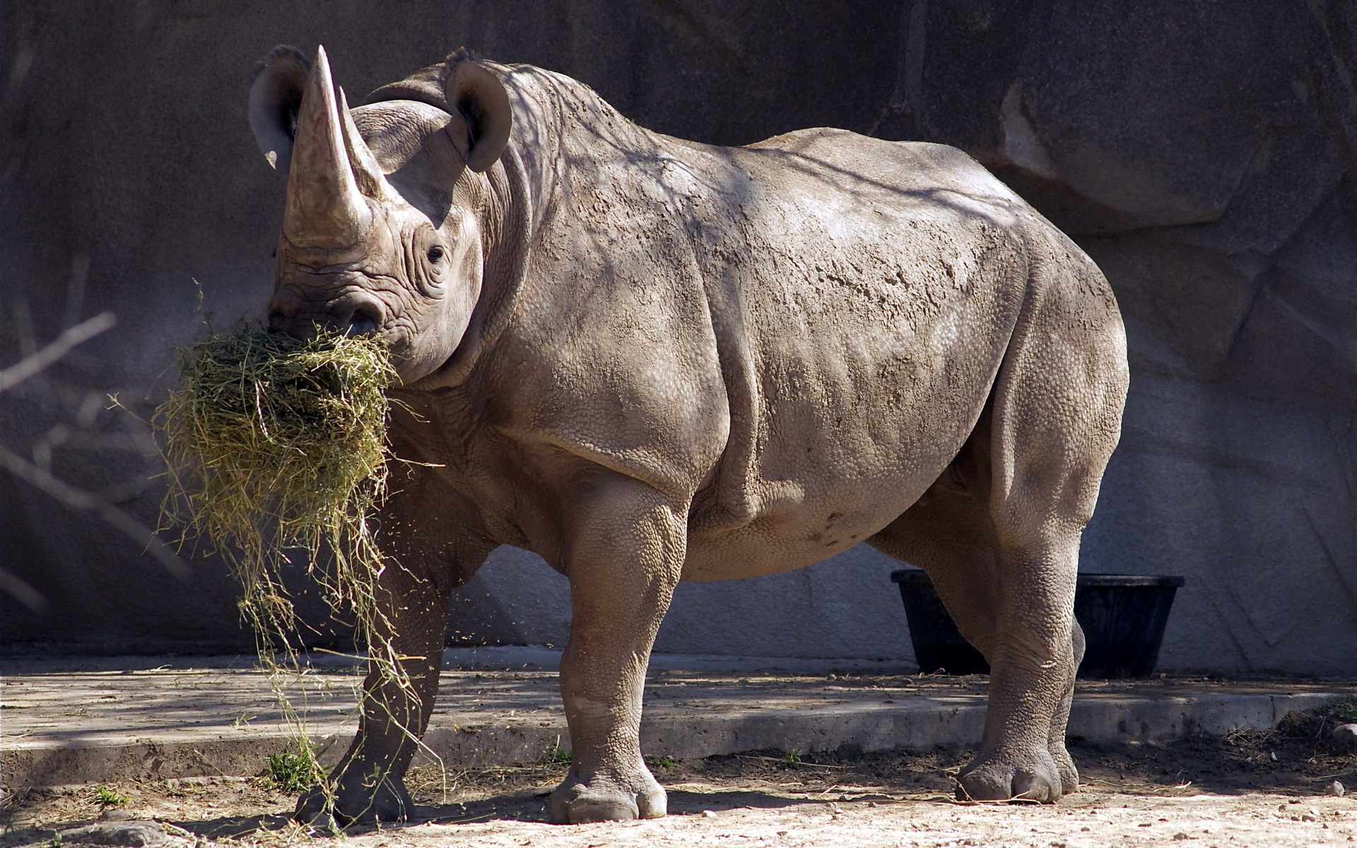 Download mobile wallpaper Animal, Rhino for free.