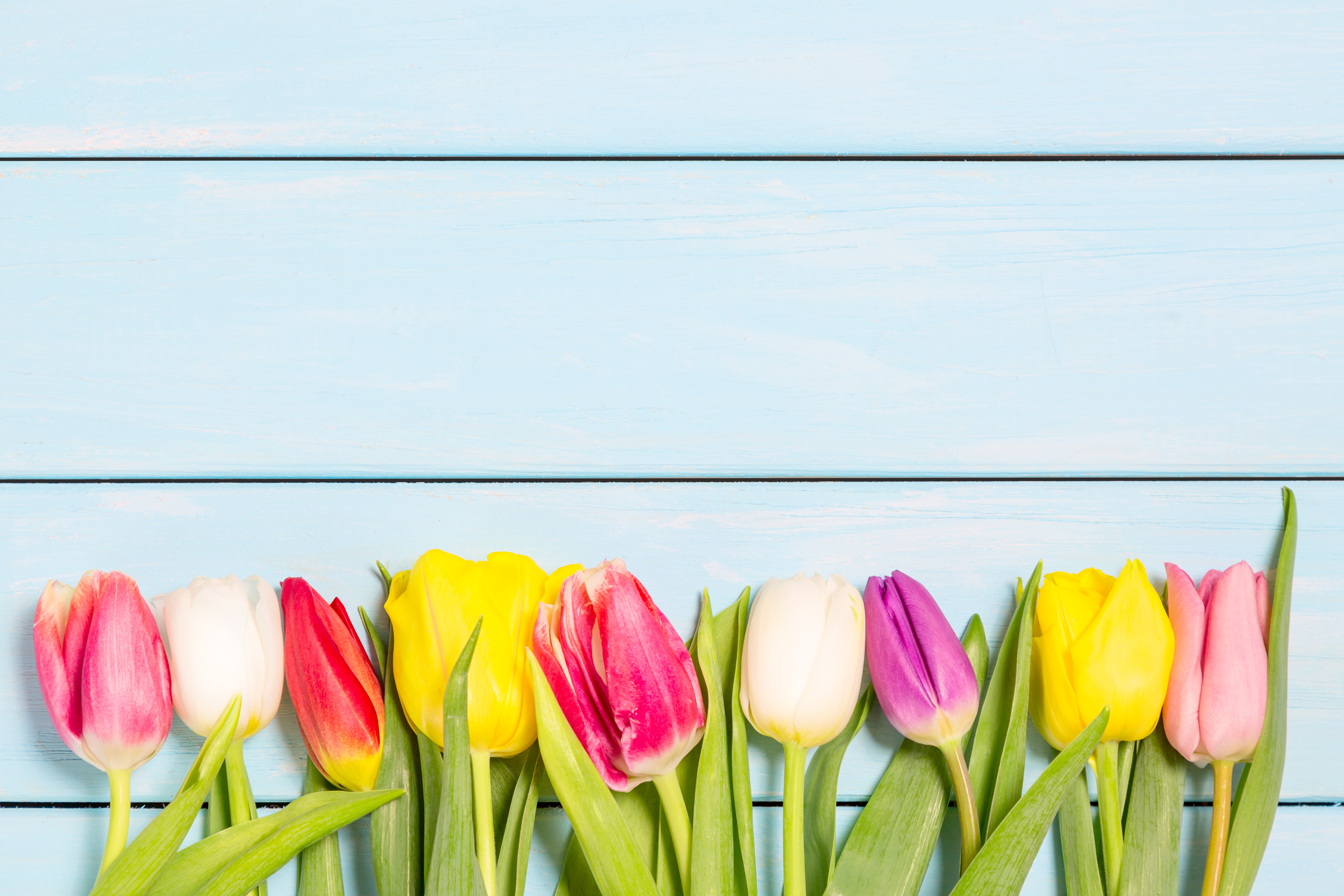 Free download wallpaper Flowers, Earth, Tulip on your PC desktop