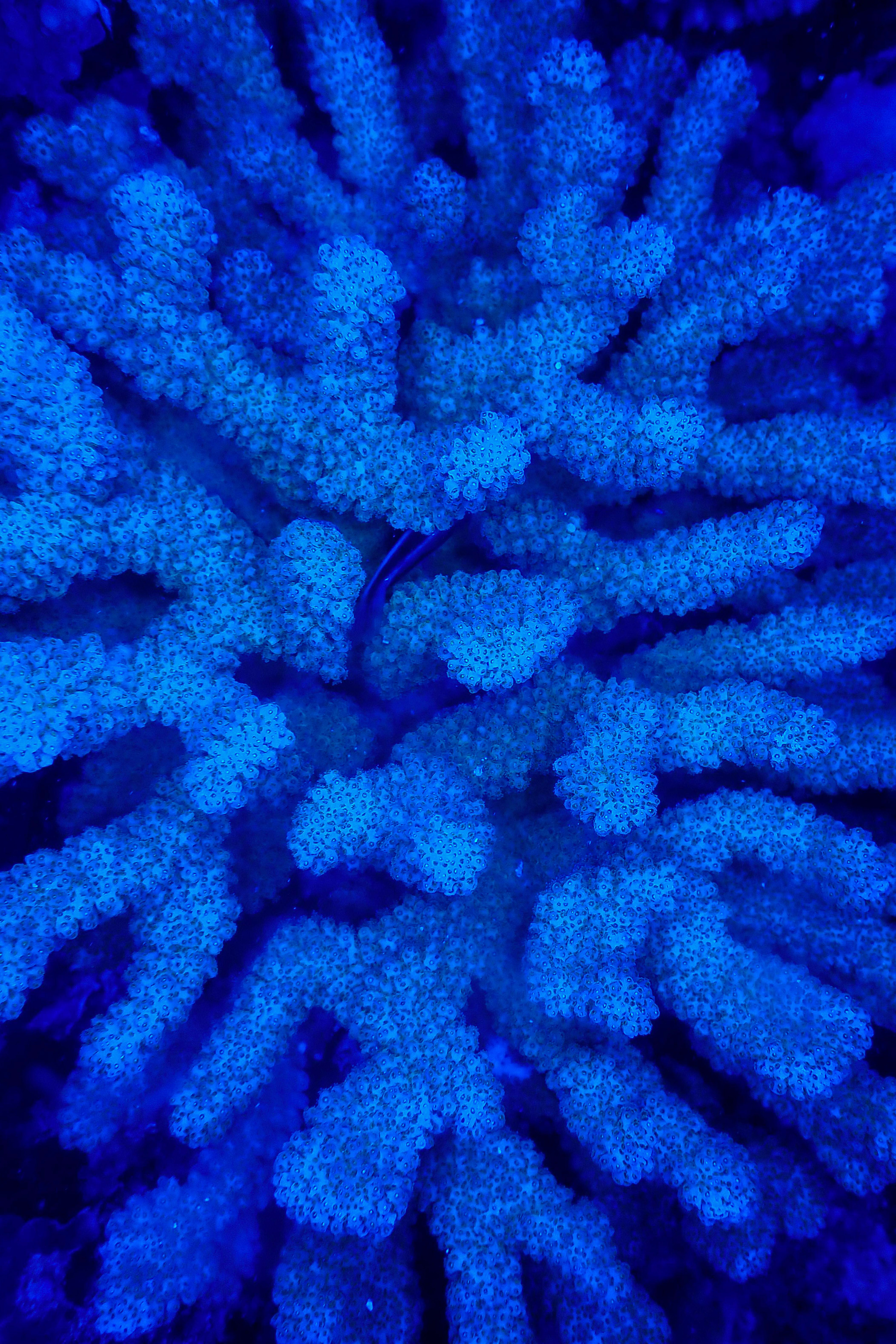 blue, coral, submarine, nature, underwater