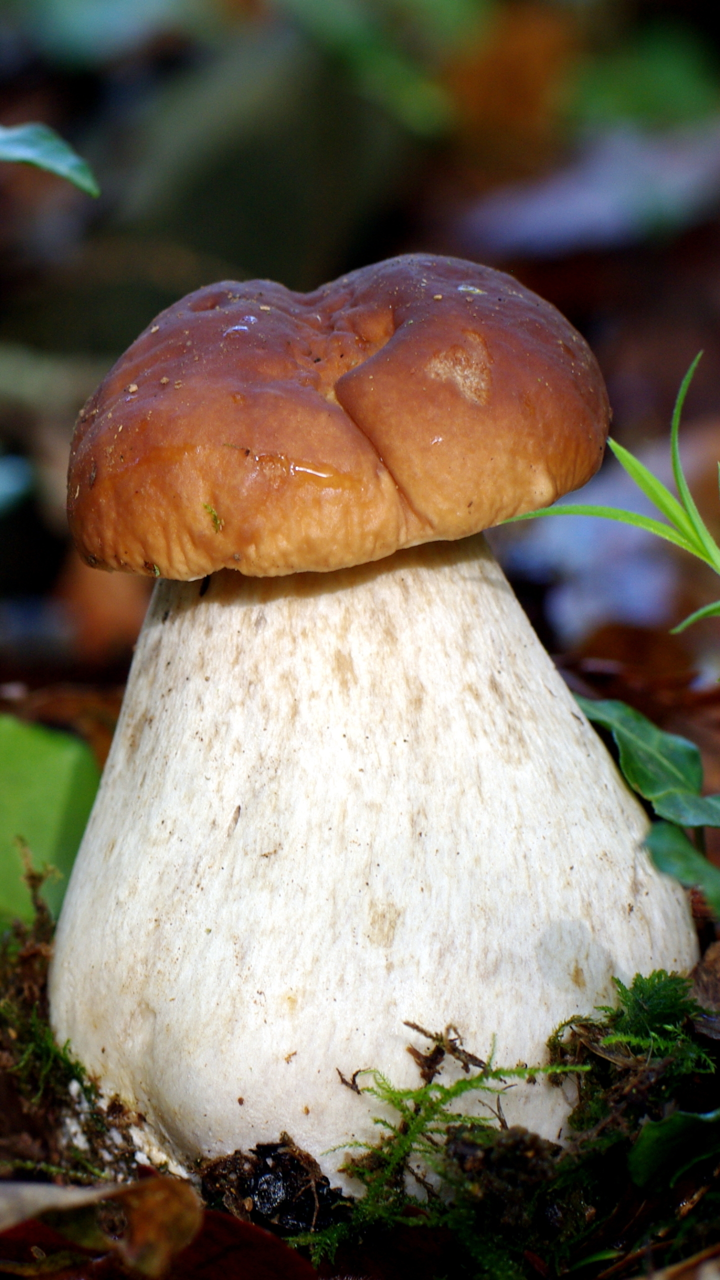 Download mobile wallpaper Earth, Mushroom for free.