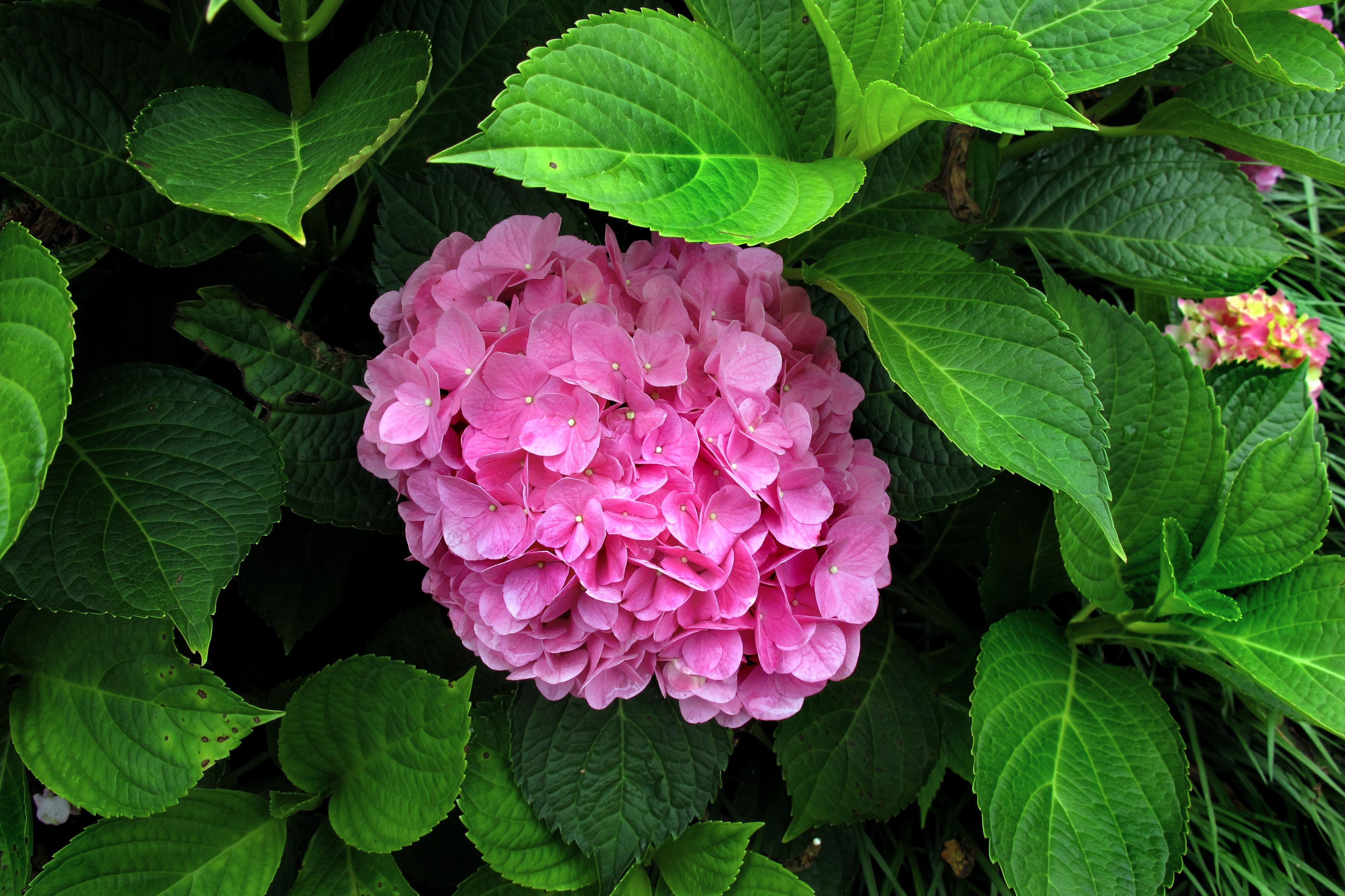 Download mobile wallpaper Flowers, Flower, Leaf, Earth, Hydrangea, Pink Flower for free.