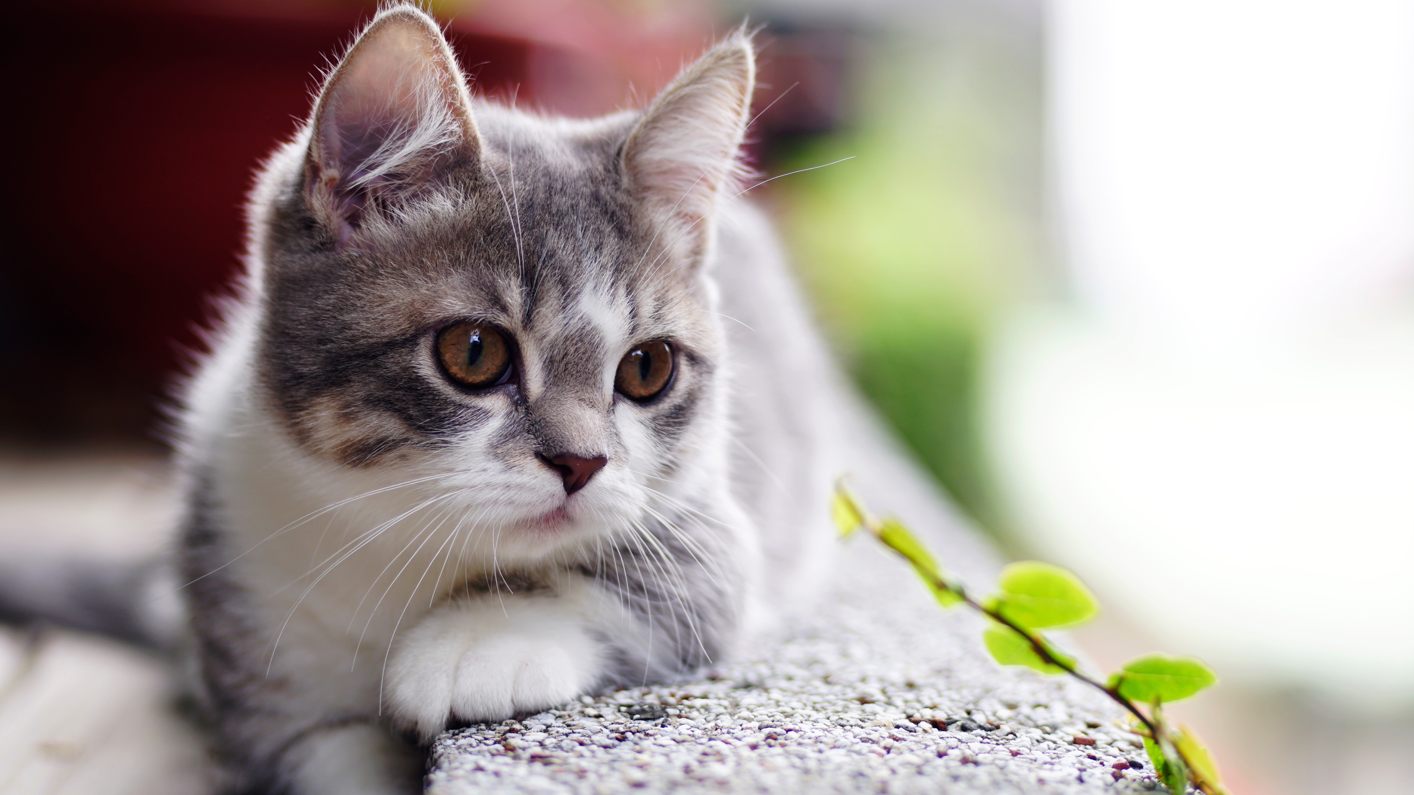 Handy-Wallpaper Tiere, Katzen, Katze, Kätzchen, Tierbaby, Tiefenschärfe kostenlos herunterladen.