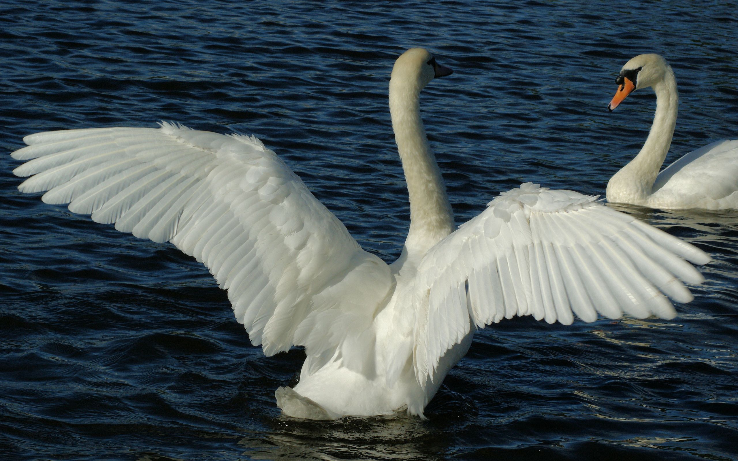 animals, water, swans, swimming, couple, pair, wings, wave, sweep