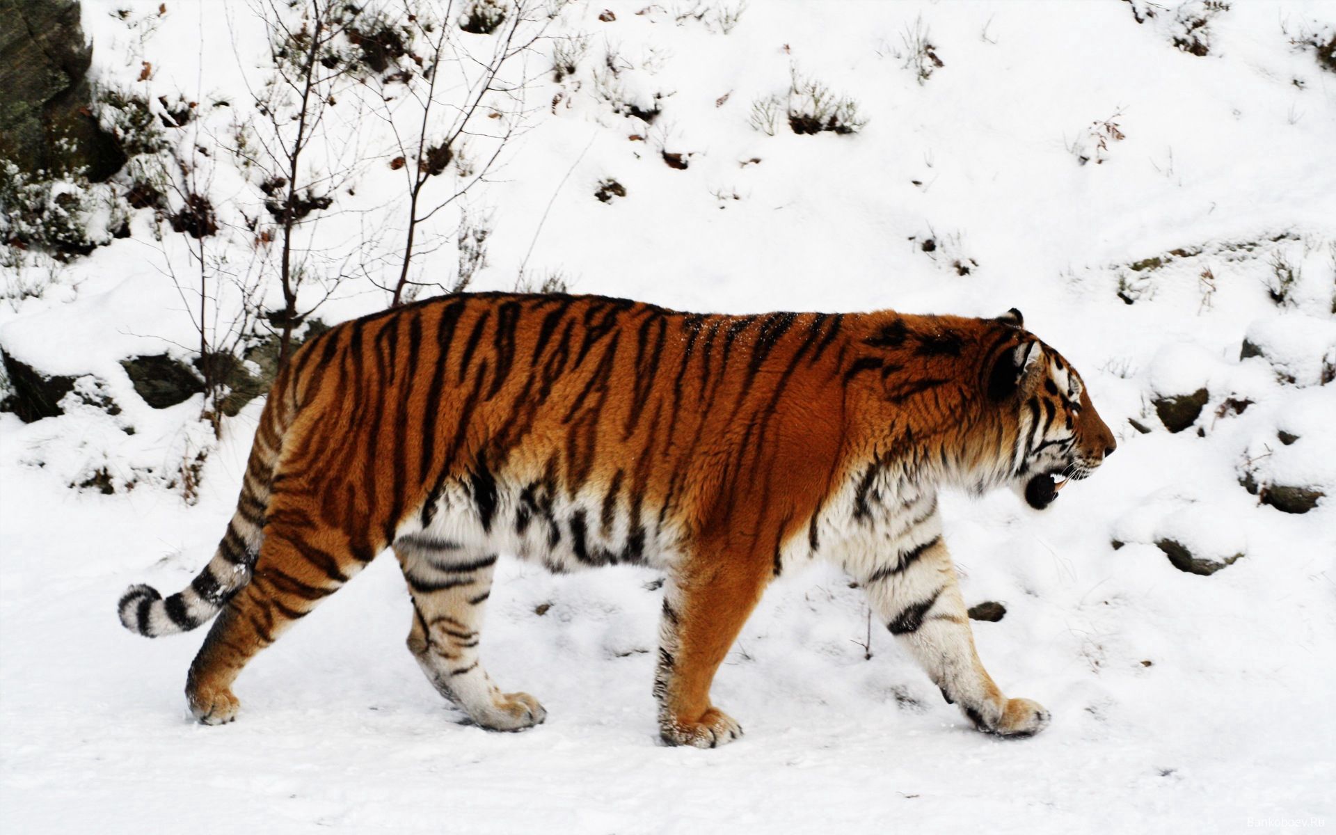 Free download wallpaper Animals, Snow, Predator, Color, Stroll, Tiger, Big Cat on your PC desktop