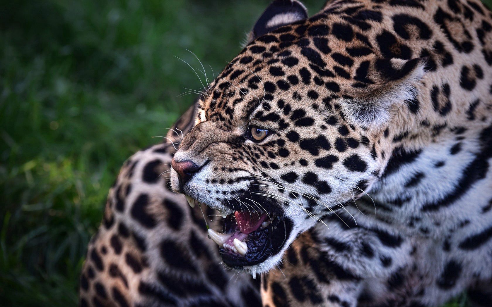 animals, grin, jaguar, predator, wild cat, wildcat, beast Smartphone Background