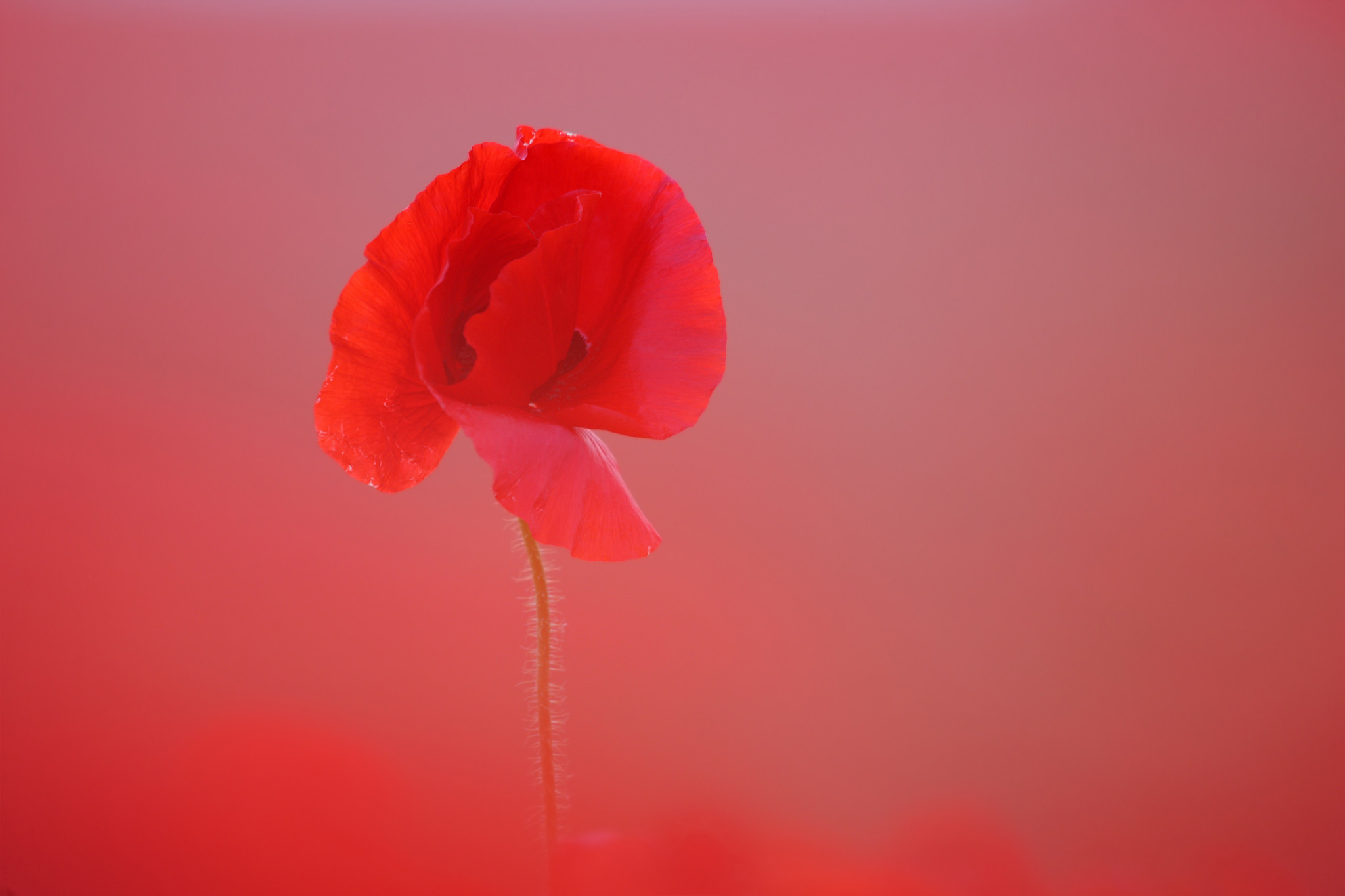 Descarga gratuita de fondo de pantalla para móvil de Flores, Flor, Amapola, Flor Roja, Tierra/naturaleza.