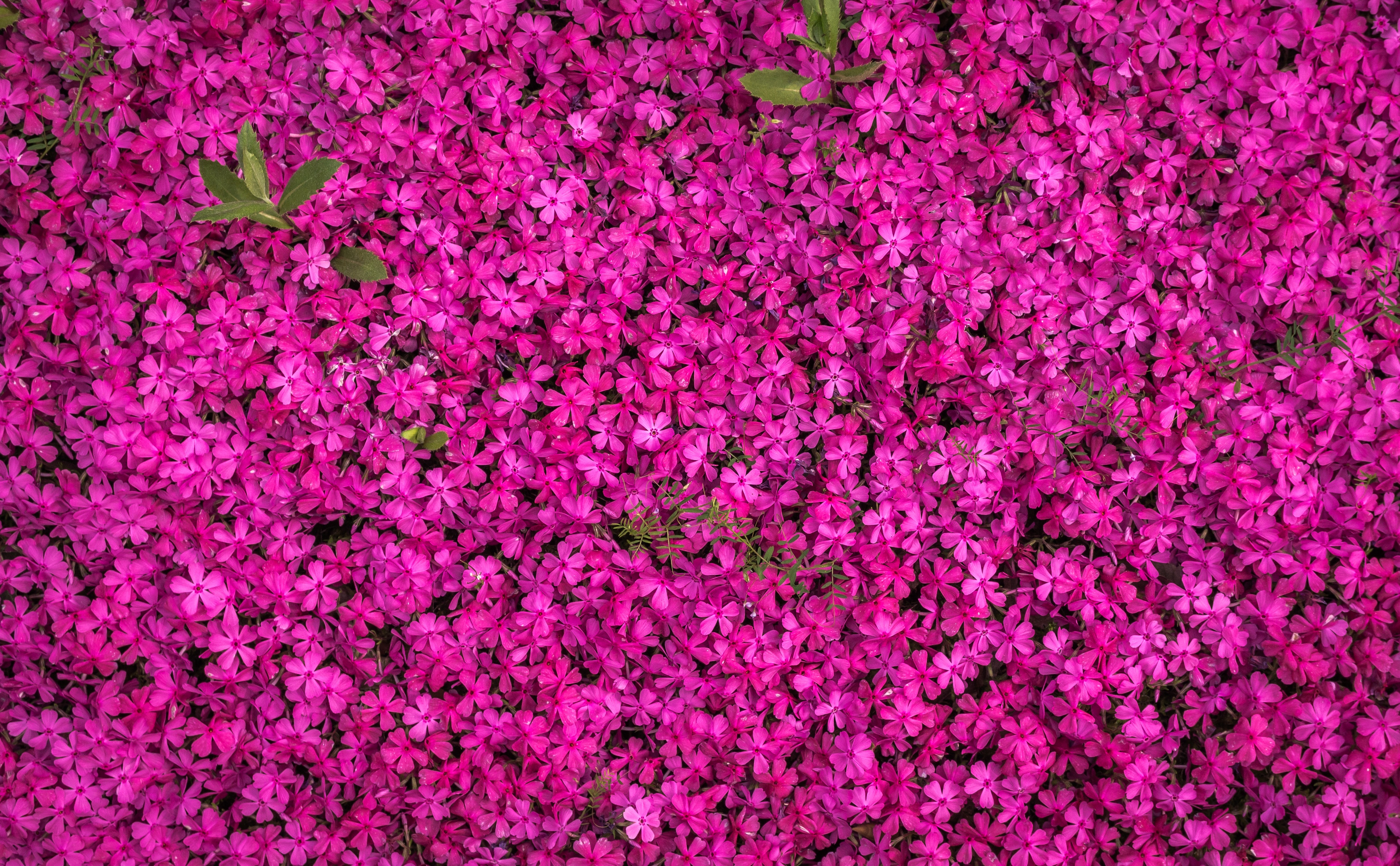 126063壁紙のダウンロードフラワーズ, 明るい, 咲く, 開花, 沢山の, 群衆-スクリーンセーバーと写真を無料で
