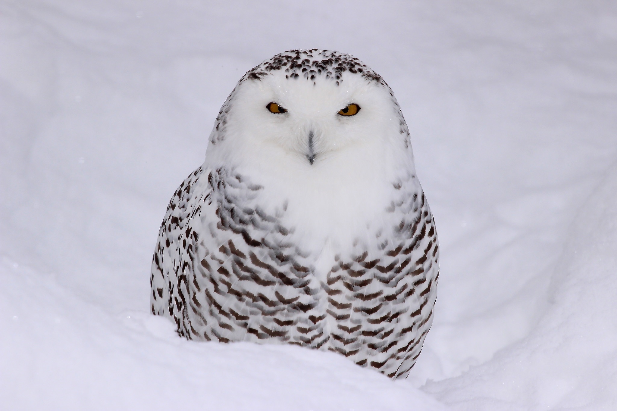 PCデスクトップに動物, 鳥, フクロウ, 雪, シロフクロウ, 見詰める画像を無料でダウンロード