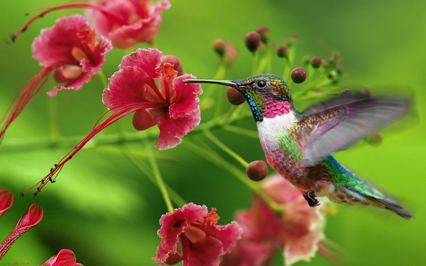 140755 descargar imagen colibríes, animales, ola, barrer, flor exotica, flor exótica: fondos de pantalla y protectores de pantalla gratis