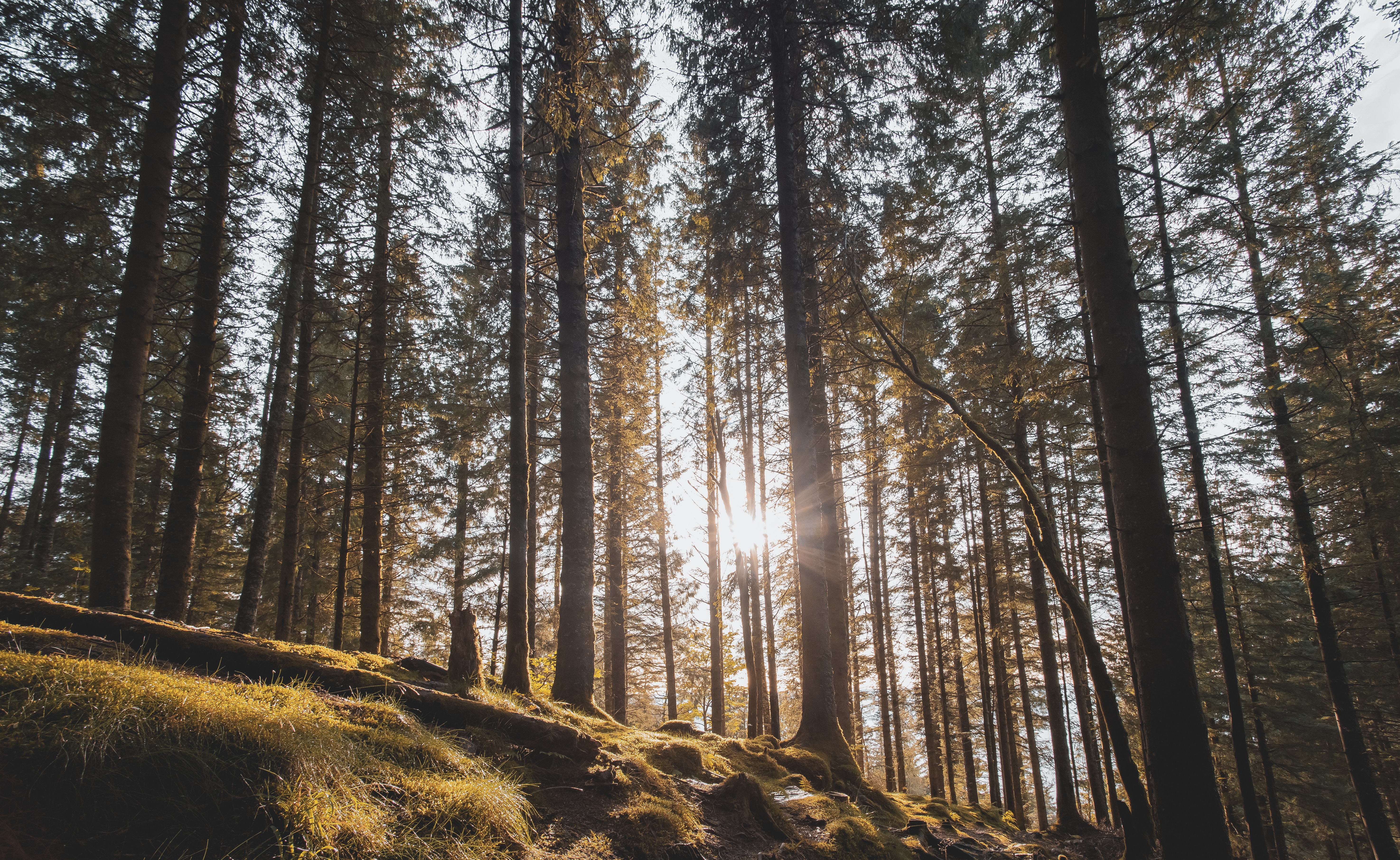 Download PC Wallpaper pine, nature, trees, sun, forest, sunlight