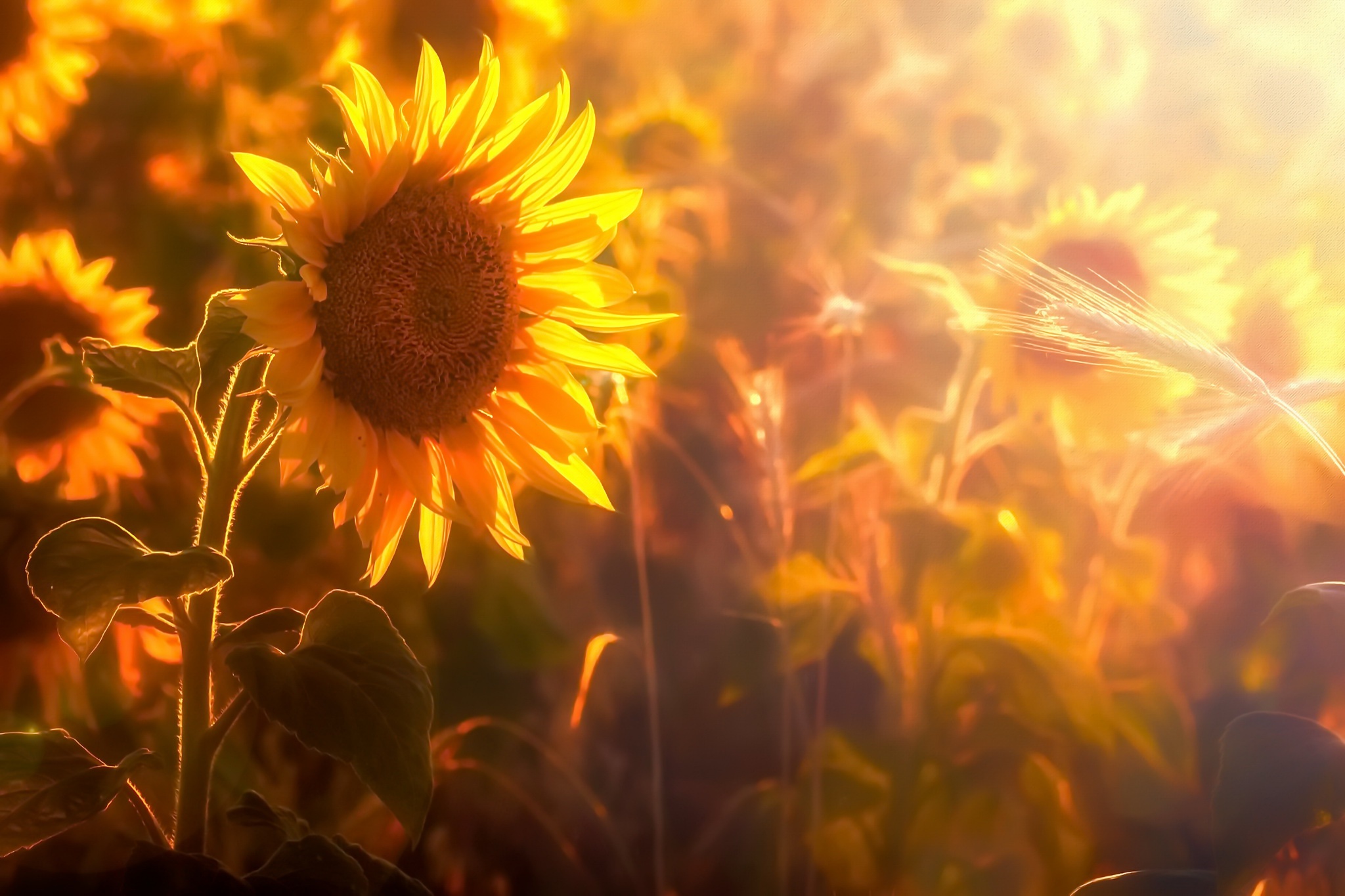 Free download wallpaper Nature, Flowers, Summer, Earth, Sunflower, Yellow Flower on your PC desktop
