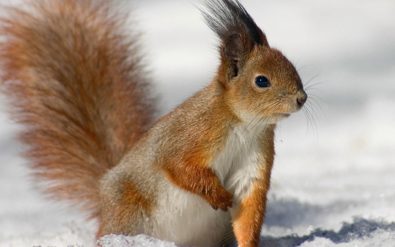 animals, squirrel, fluffy, sight, opinion, tail, fur