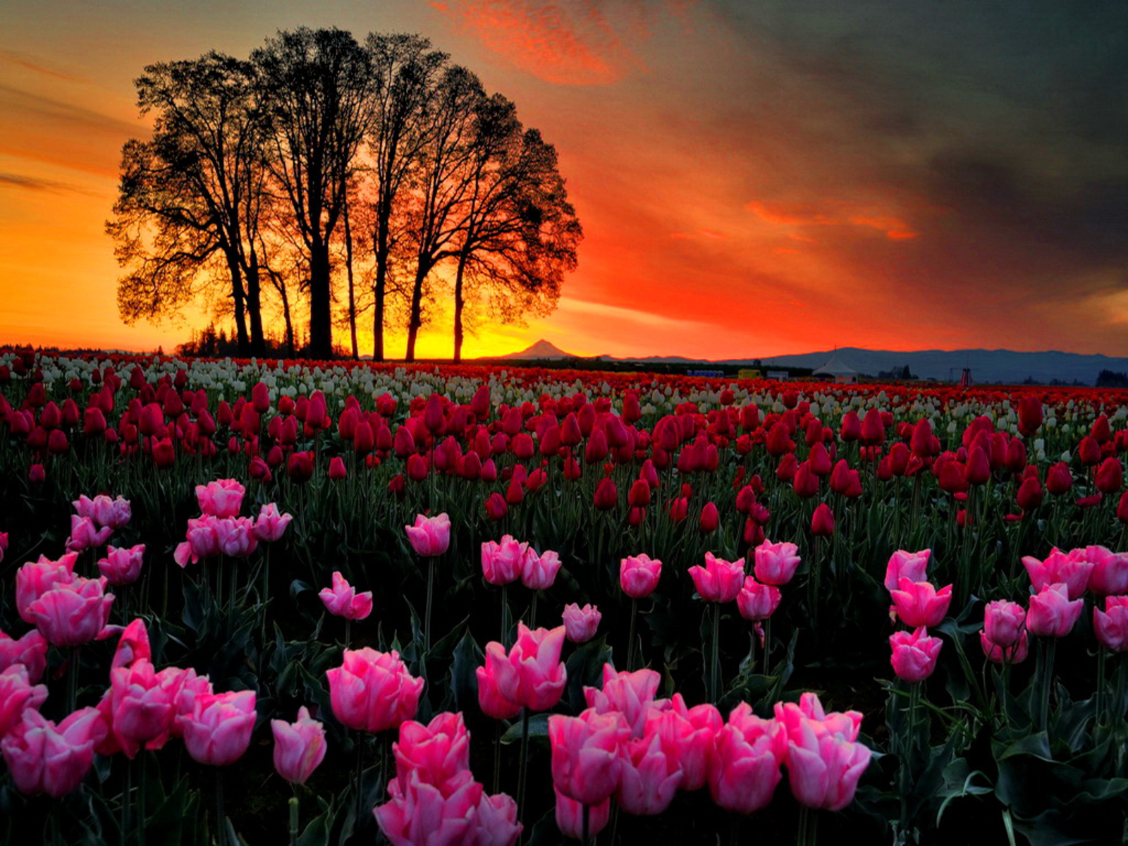 249637 baixar imagens tulipa, terra/natureza, flor, flor rosa, flor vermelha, pôr do sol, árvore, flores - papéis de parede e protetores de tela gratuitamente