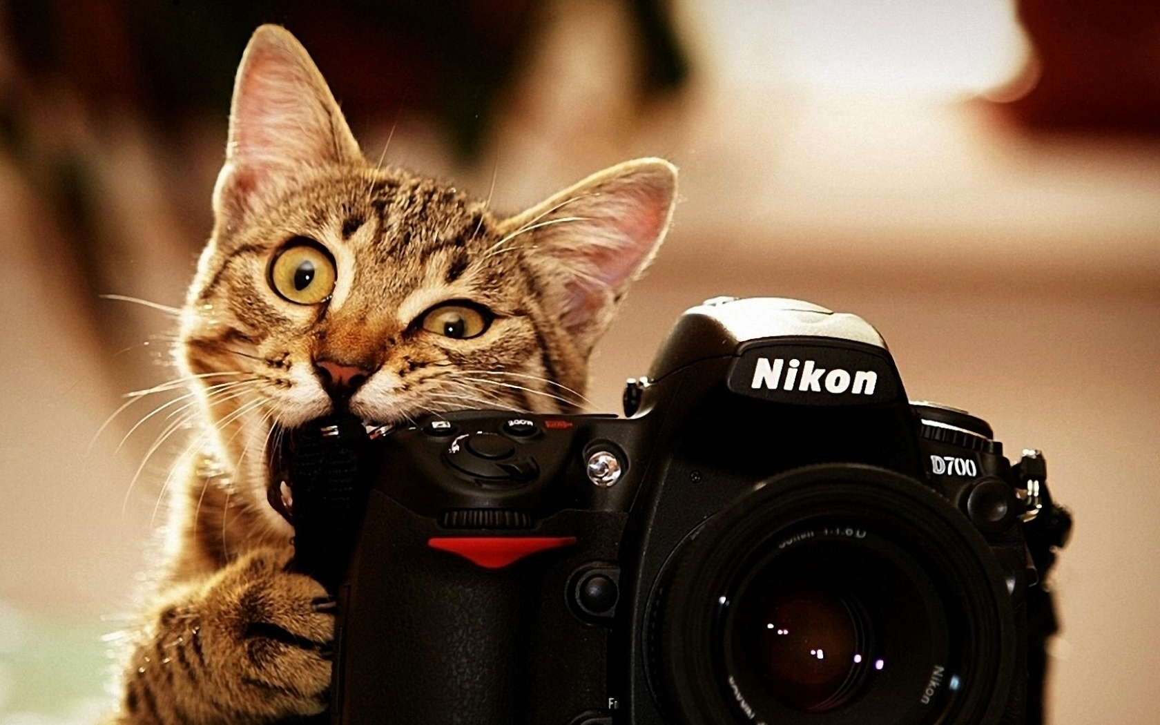 Baixe gratuitamente a imagem Animais, Gatos, Objetos na área de trabalho do seu PC