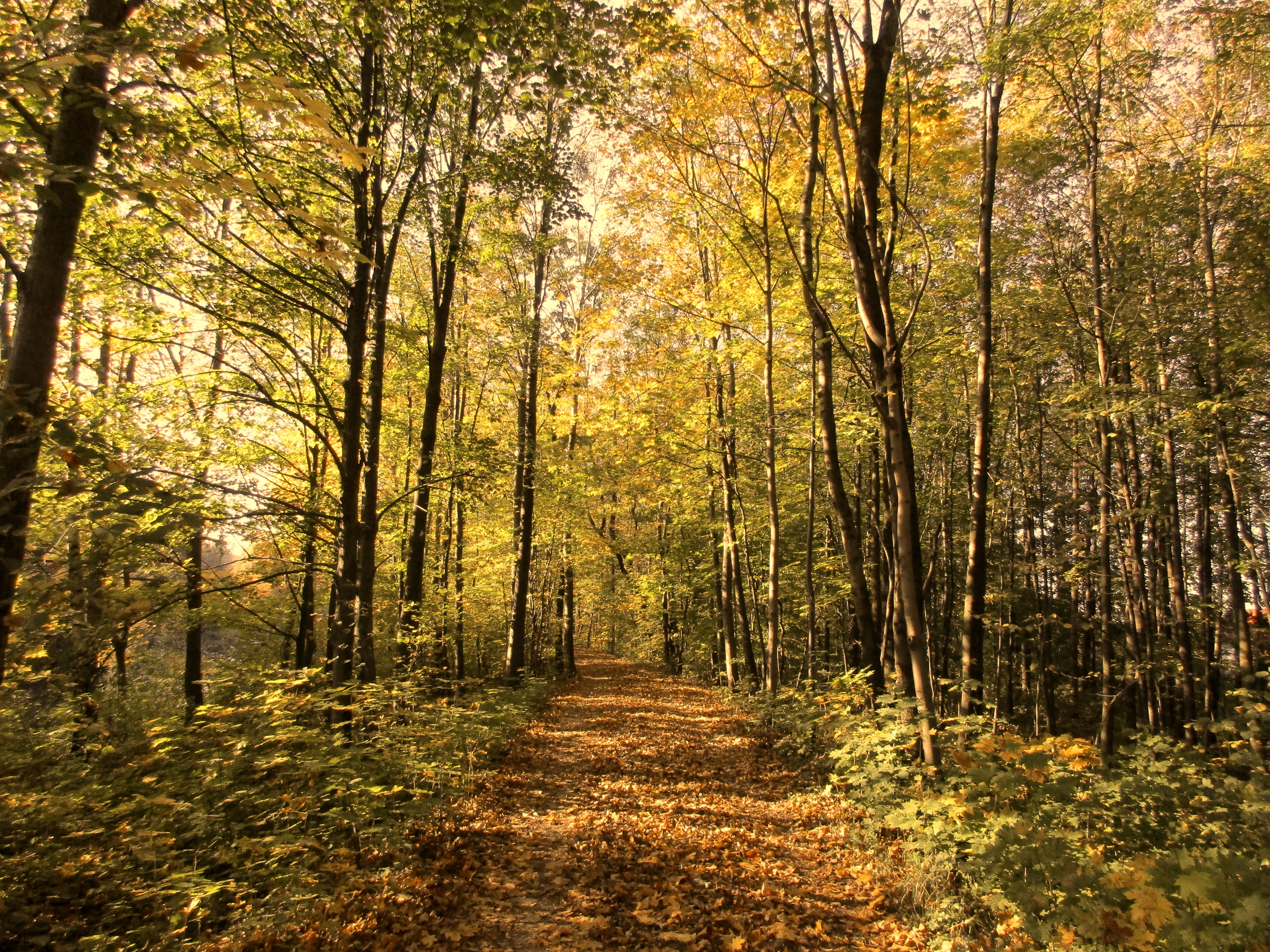 Handy-Wallpaper Herbst, Baum, Pfad, Erde/natur kostenlos herunterladen.