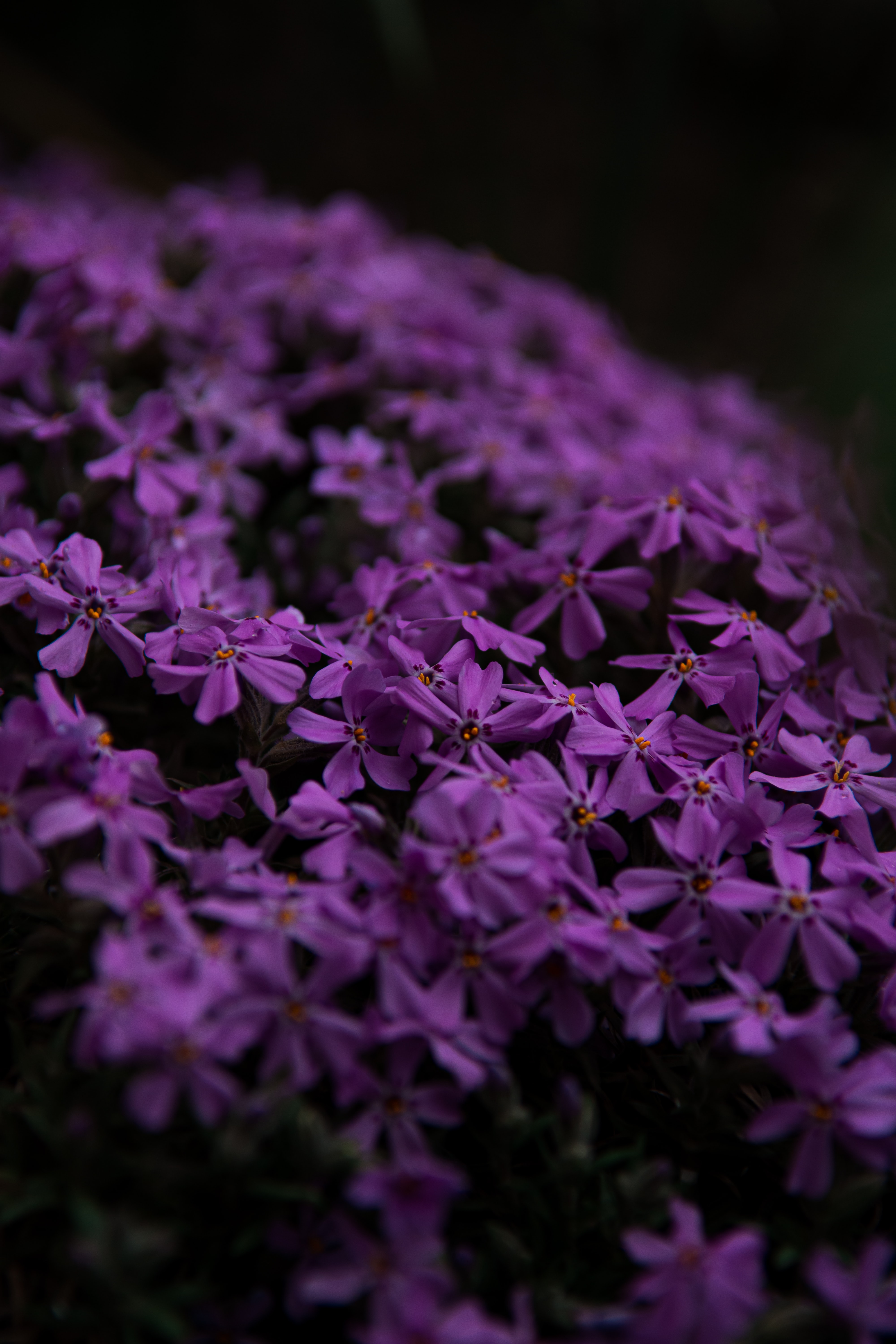 Free download wallpaper Flowers, Violet, Petals, Purple on your PC desktop