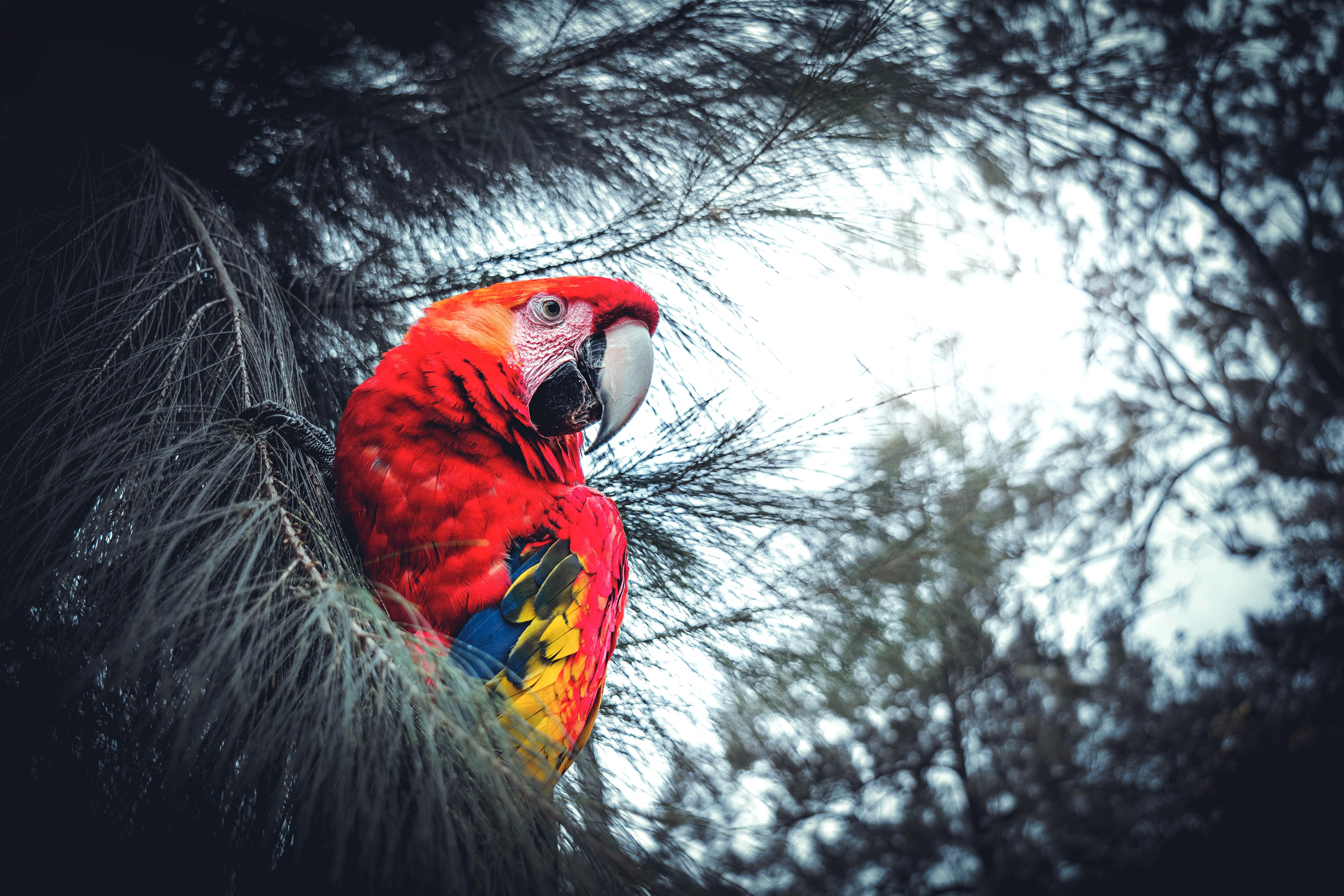 69615 скачать обои попугаи, животные, птица, красный, ветки, ара, экзотический - заставки и картинки бесплатно