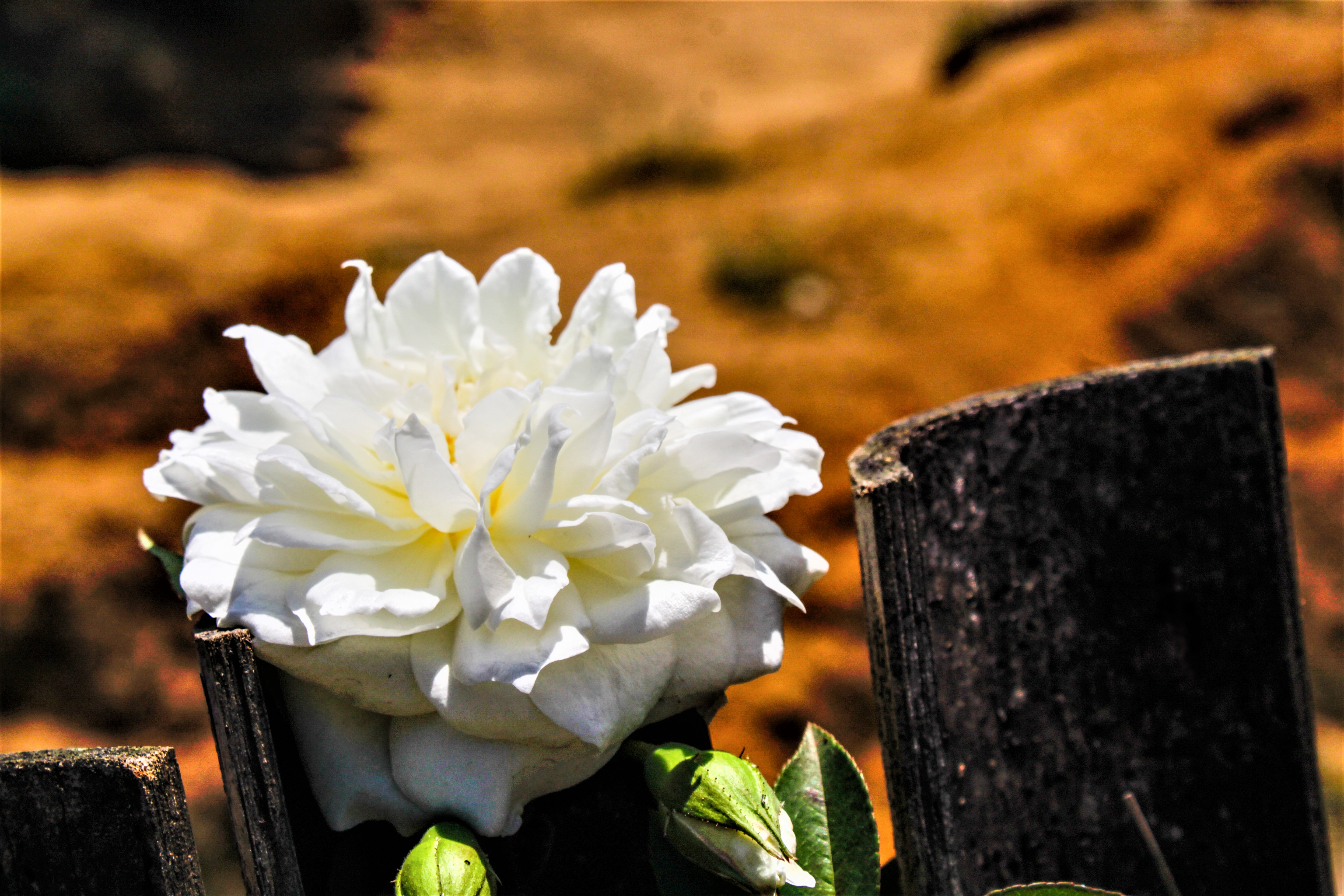 Descarga gratuita de fondo de pantalla para móvil de Flores, Flor, Tierra/naturaleza.