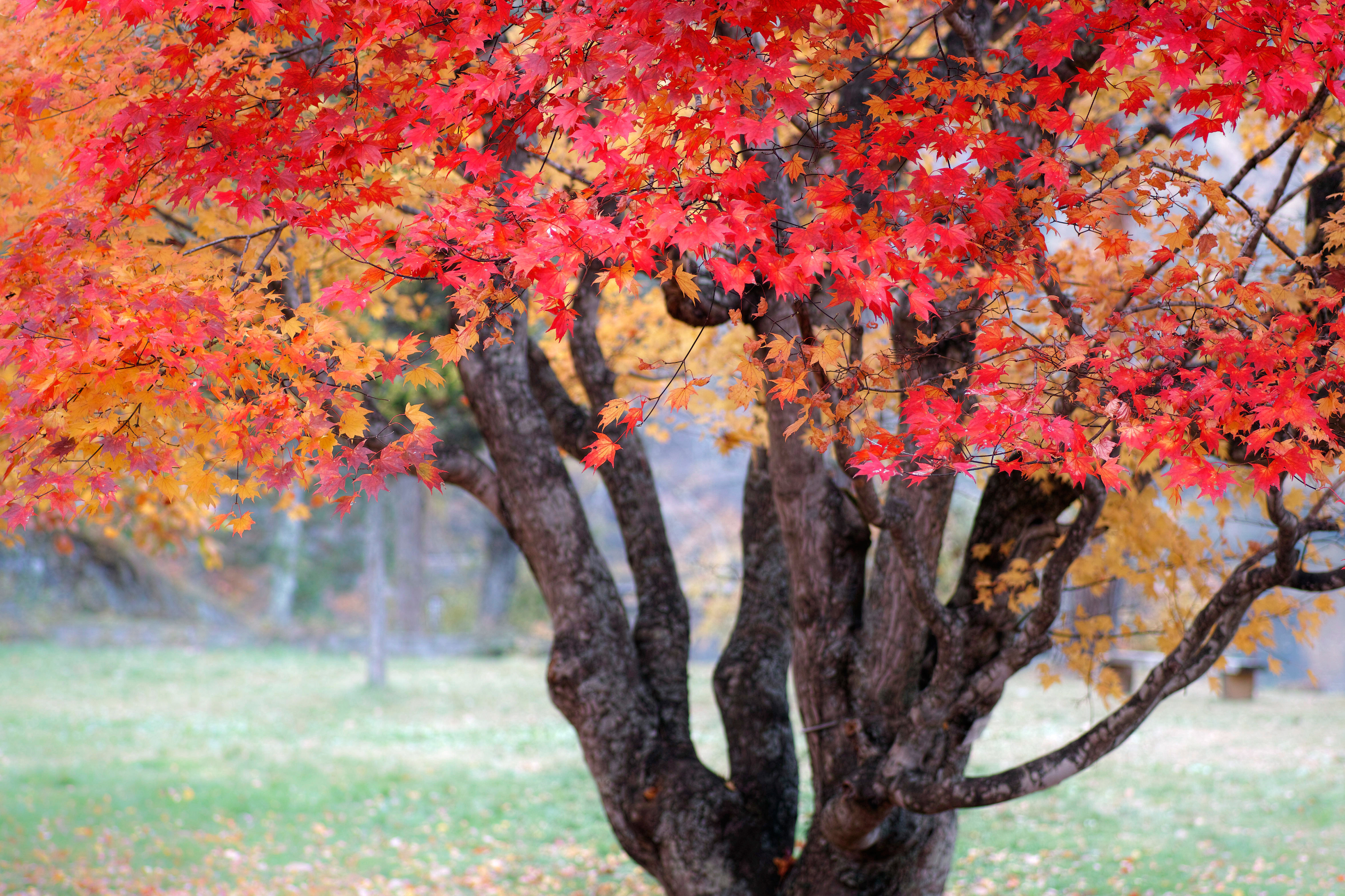 Скачать обои бесплатно Деревья, Осень, Красный, Дерево, Земля/природа картинка на рабочий стол ПК
