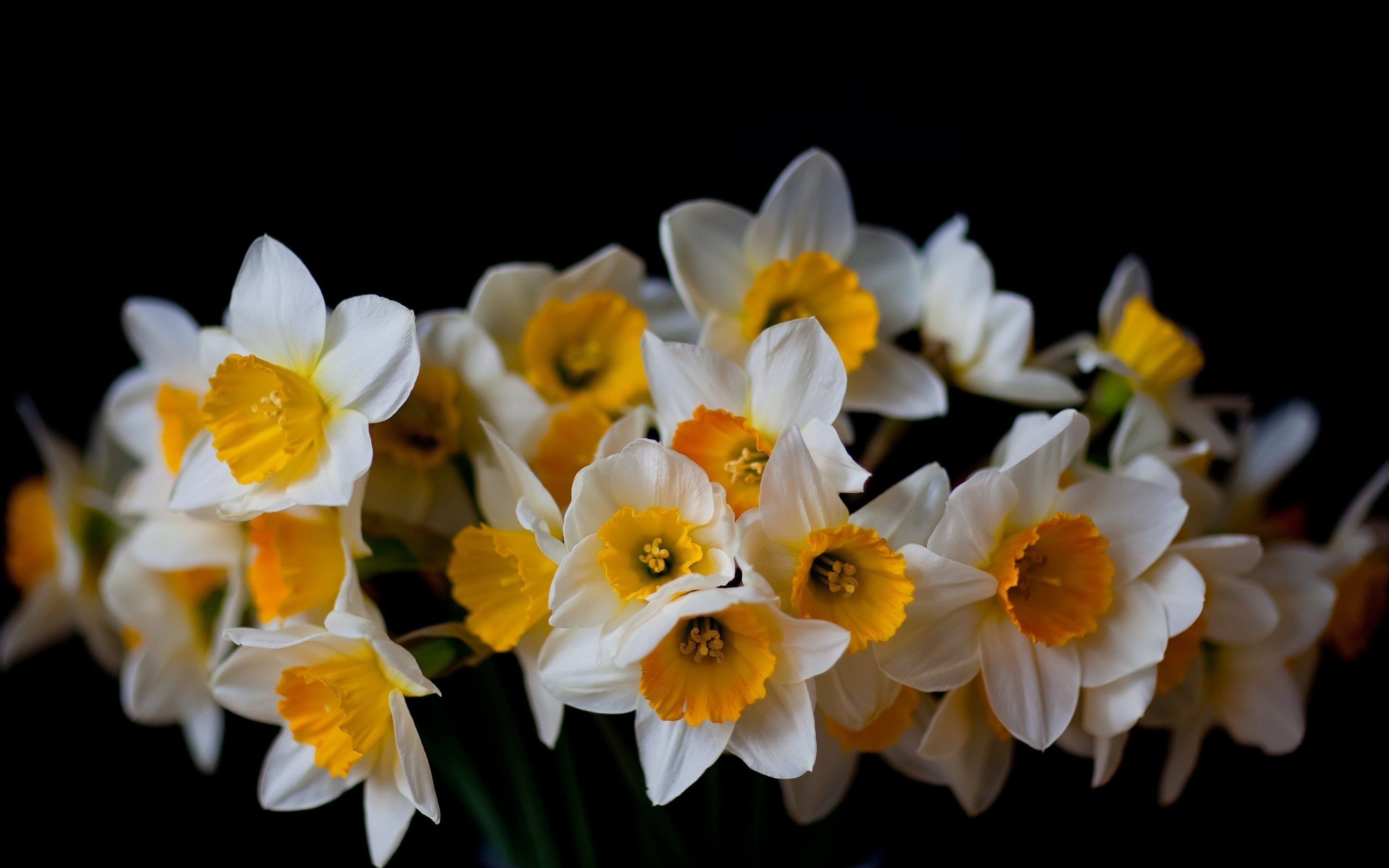 Download mobile wallpaper Daffodil, Flowers, Earth for free.
