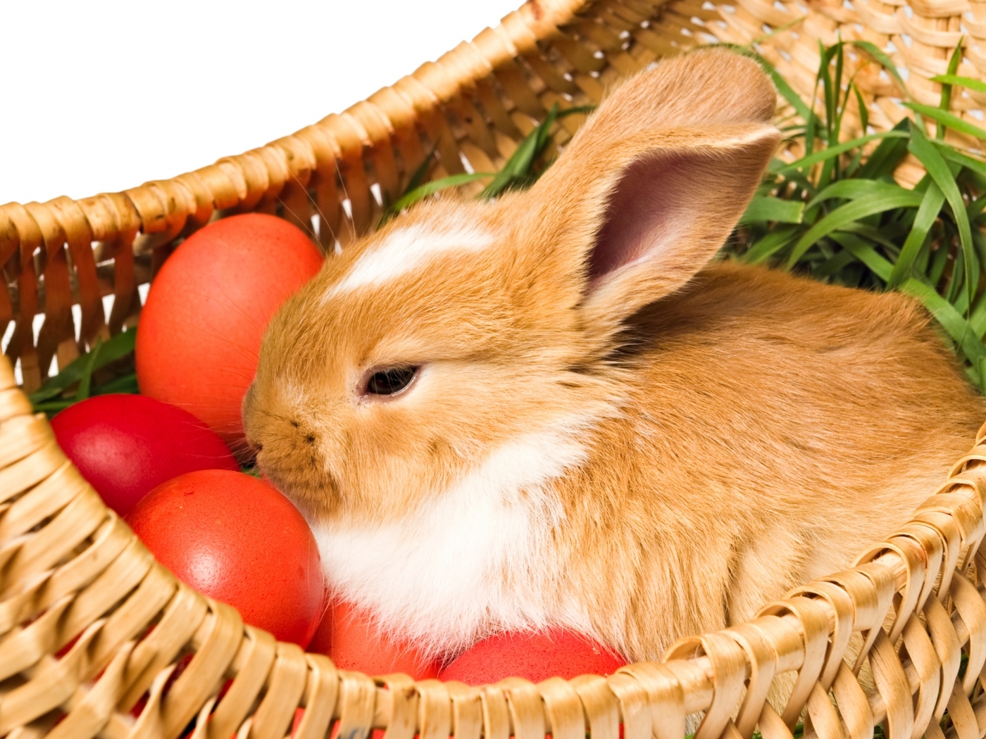 Free download wallpaper Animals, Rabbits on your PC desktop