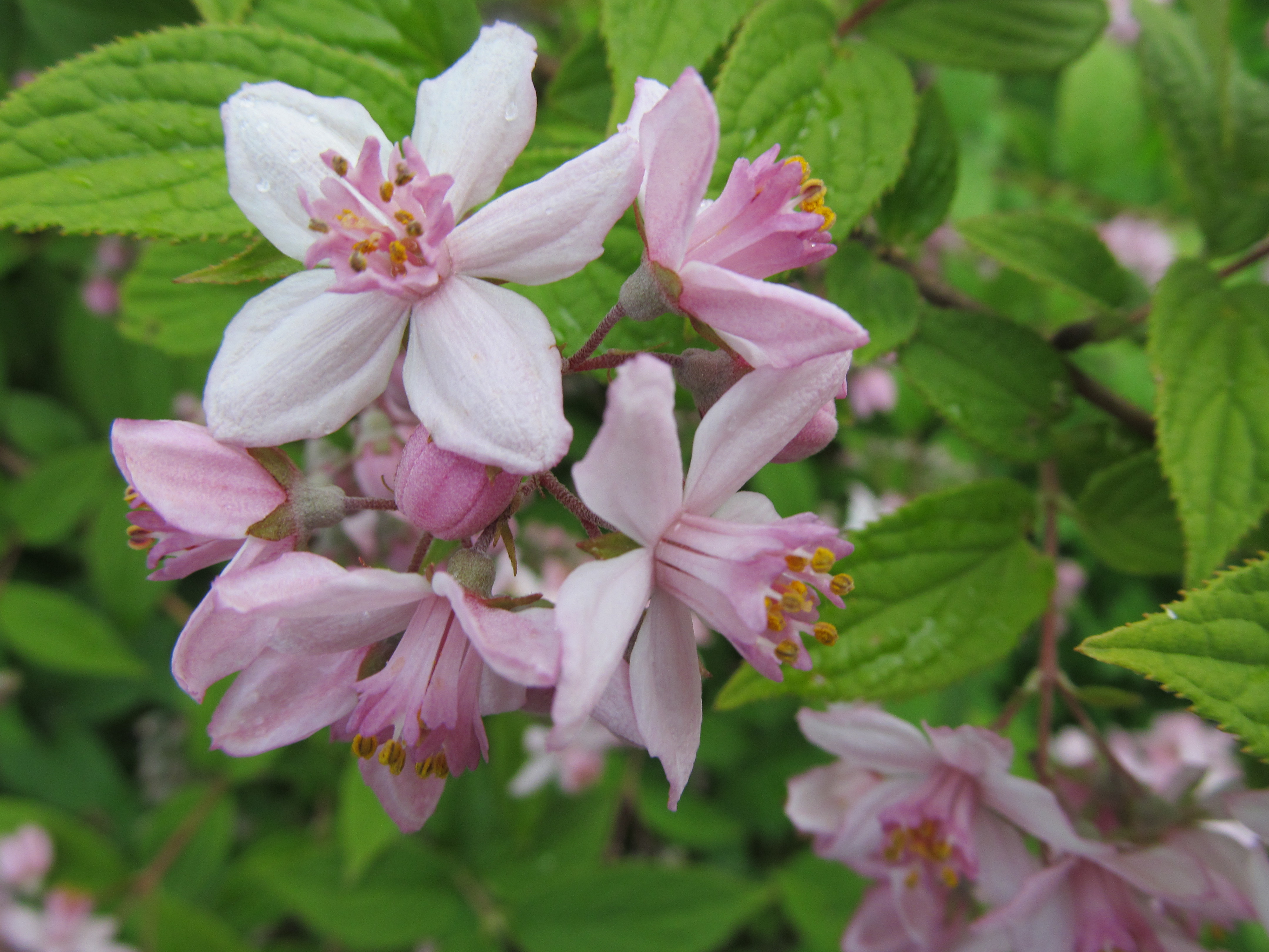 Descarga gratuita de fondo de pantalla para móvil de Flores, Flor, Tierra/naturaleza.