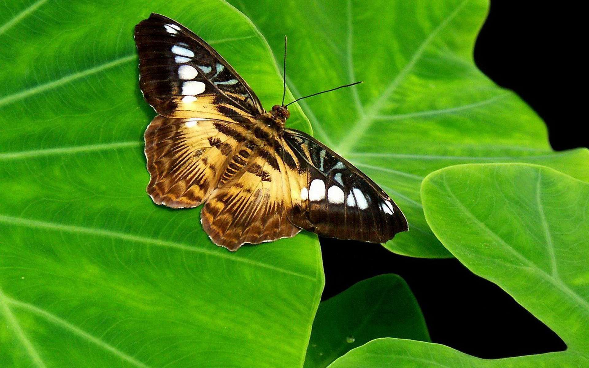 Download mobile wallpaper Butterfly, Animal for free.