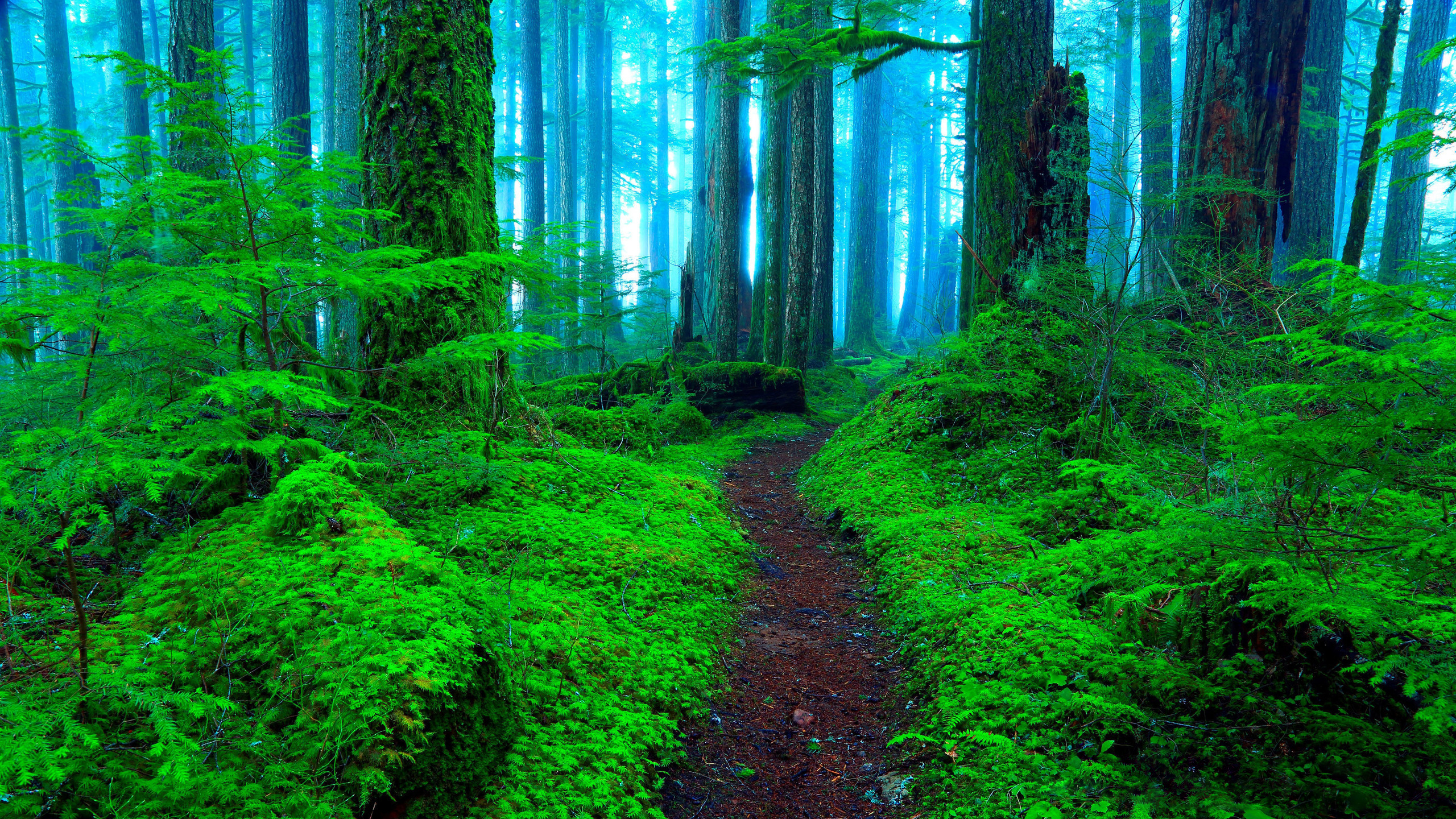 greenery, path, earth, fog, forest HD wallpaper