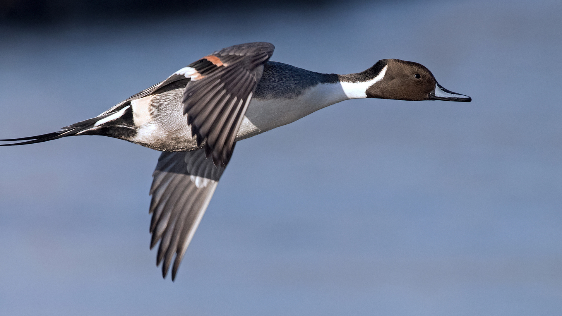 Melhores papéis de parede de Pintail Do Norte para tela do telefone