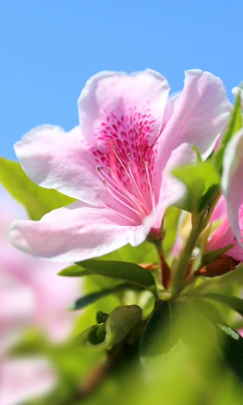 Download mobile wallpaper Flowers, Flower, Macro, Earth, Spring, Petal, Azalea for free.