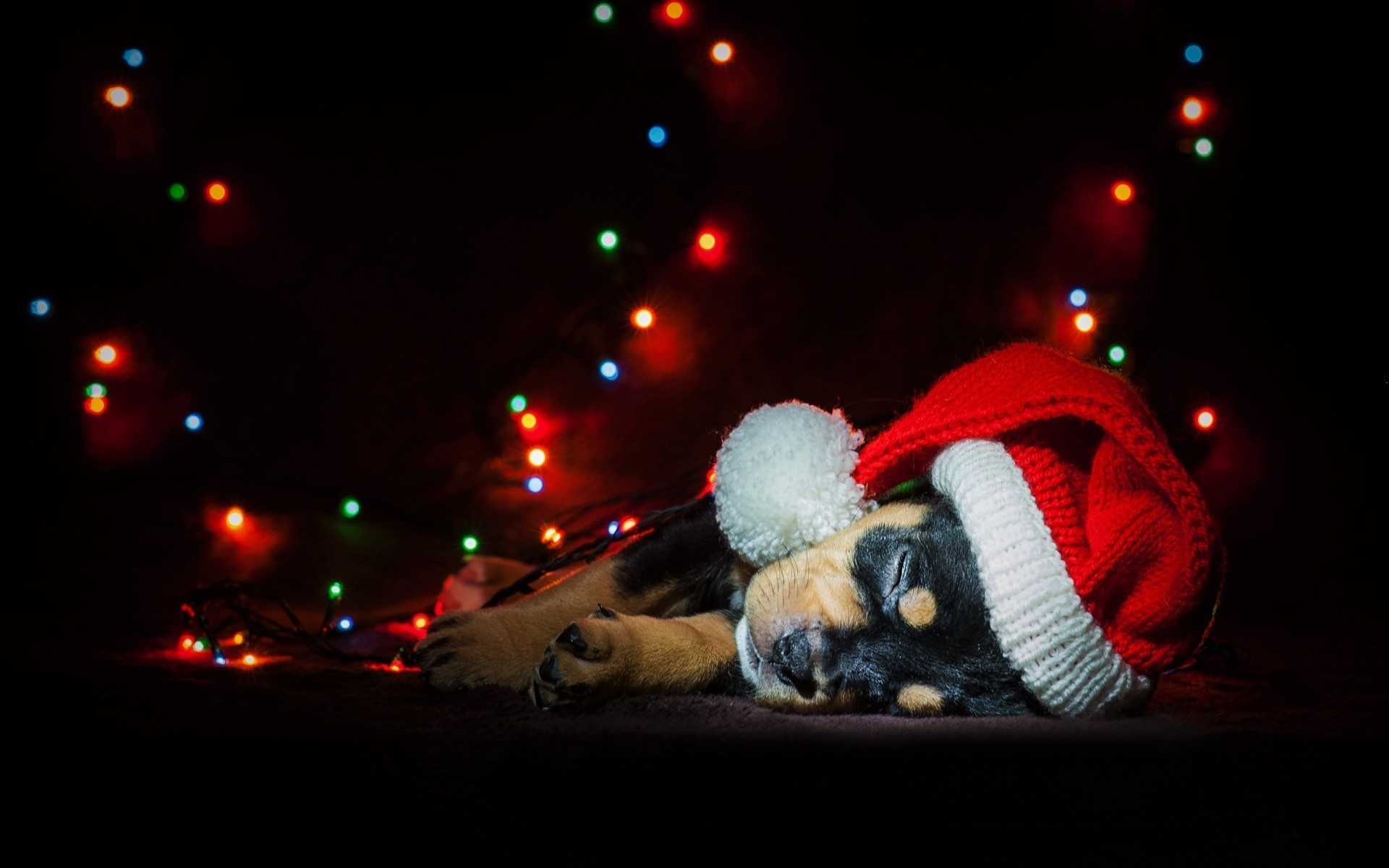 Handy-Wallpaper Tiere, Hunde, Weihnachten, Licht, Hund, Süß, Welpen, Schlafen, Tierbaby, Feiertag, Weihnachtsmütze kostenlos herunterladen.