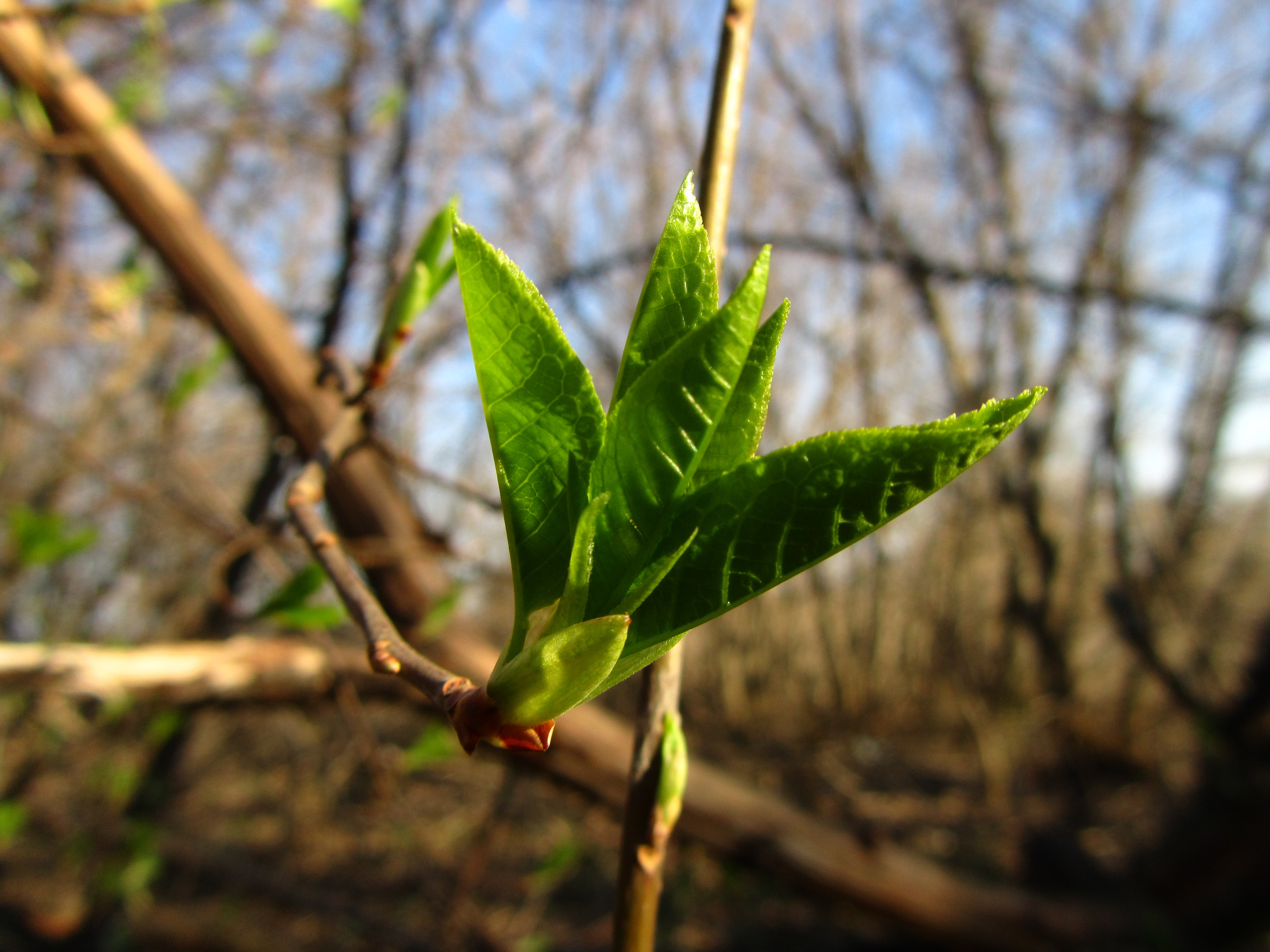 Free download wallpaper Branch, Earth on your PC desktop