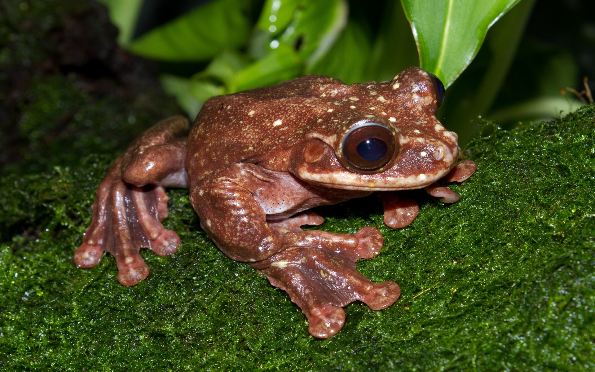 Free download wallpaper Tree Frog, Frogs, Animal on your PC desktop