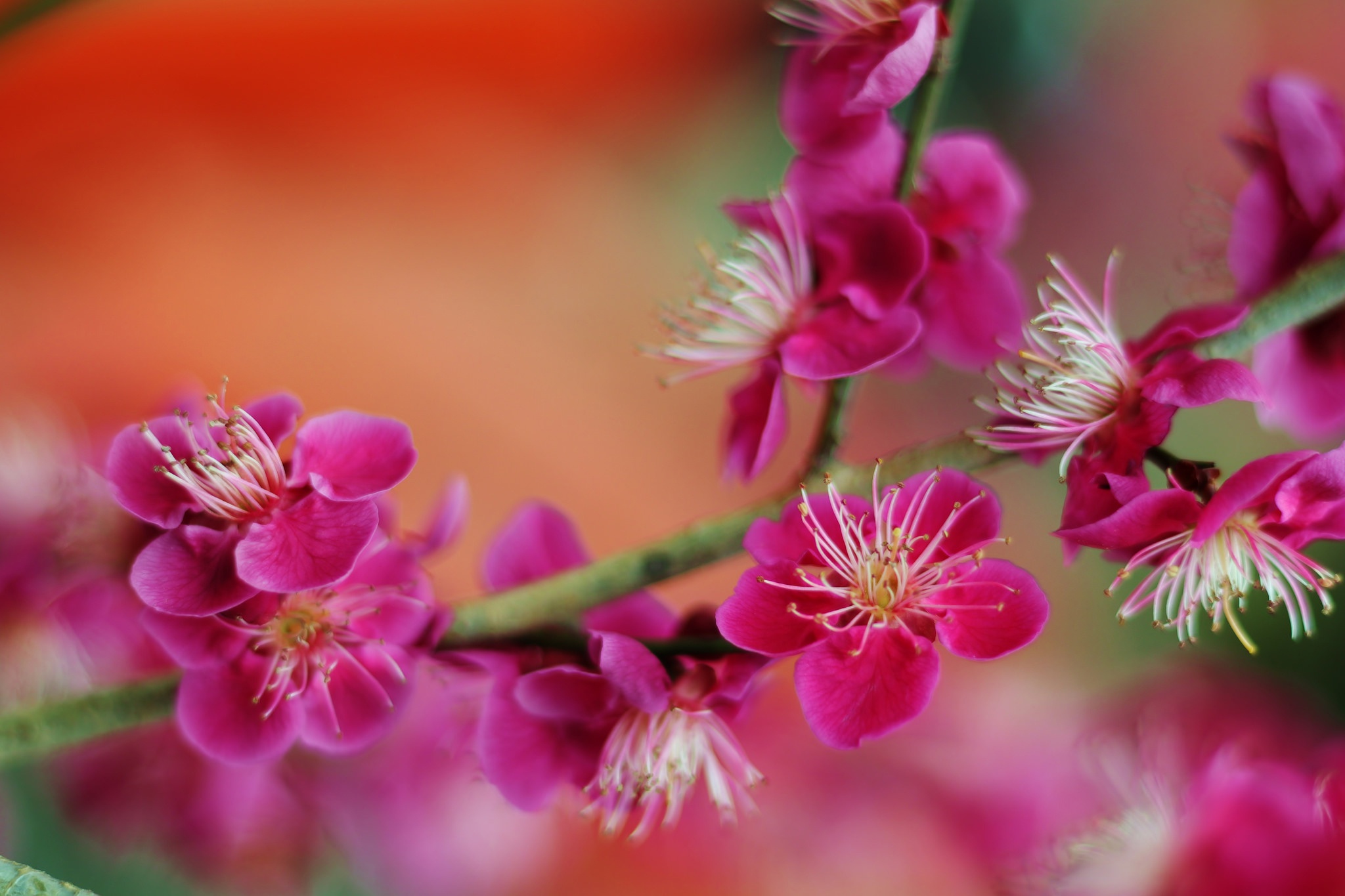 Free download wallpaper Blossom, Flowers, Earth on your PC desktop