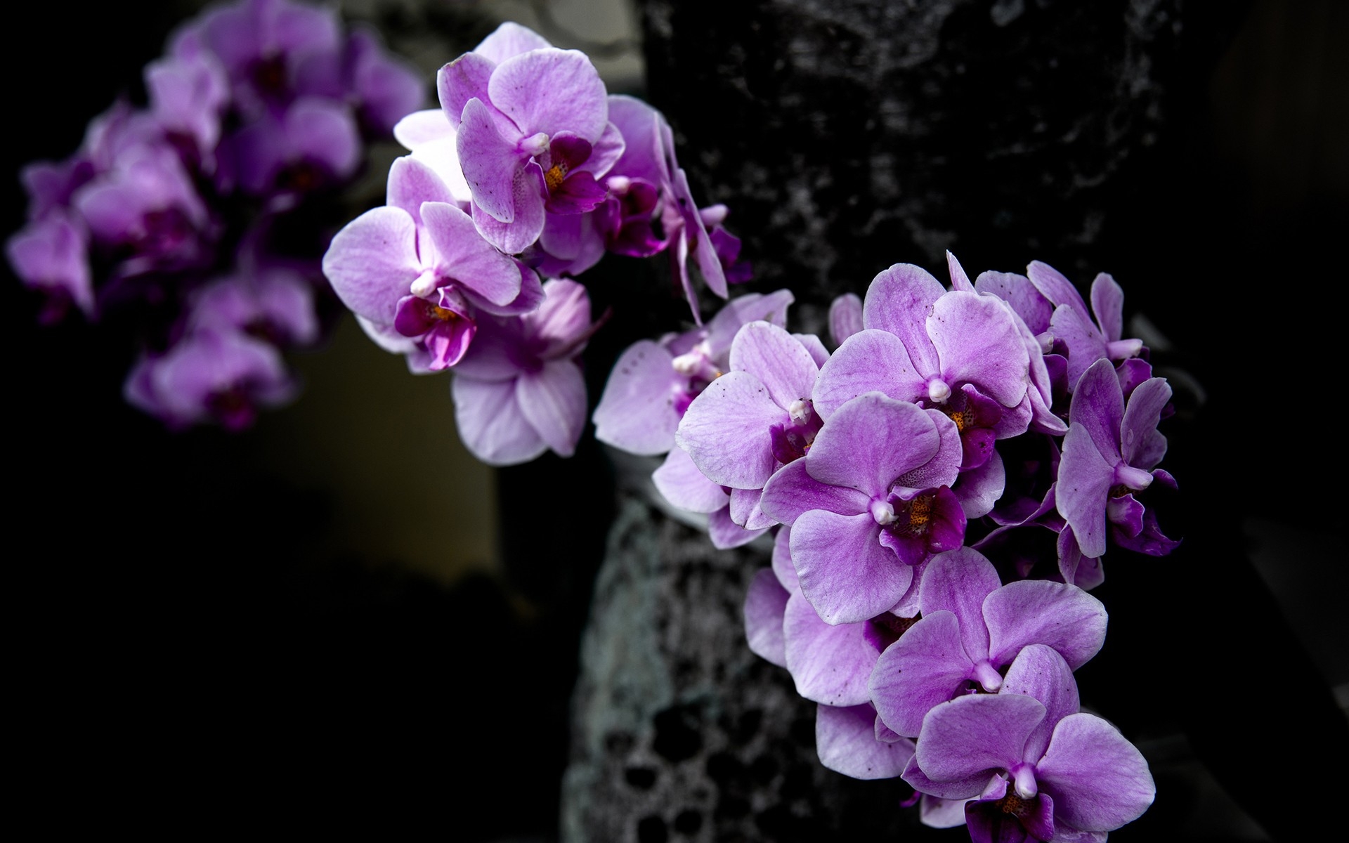 Descarga gratis la imagen Naturaleza, Flores, Flor, Orquídea, Flor Purpura, Tierra/naturaleza en el escritorio de tu PC